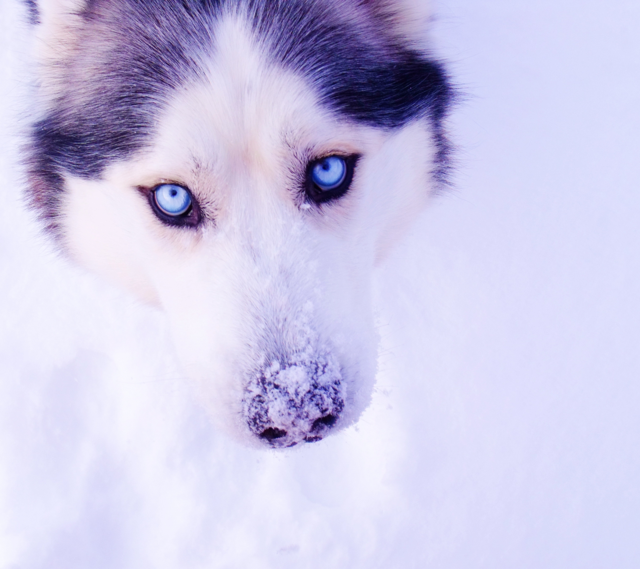 Free download wallpaper Dogs, Animal, Husky on your PC desktop