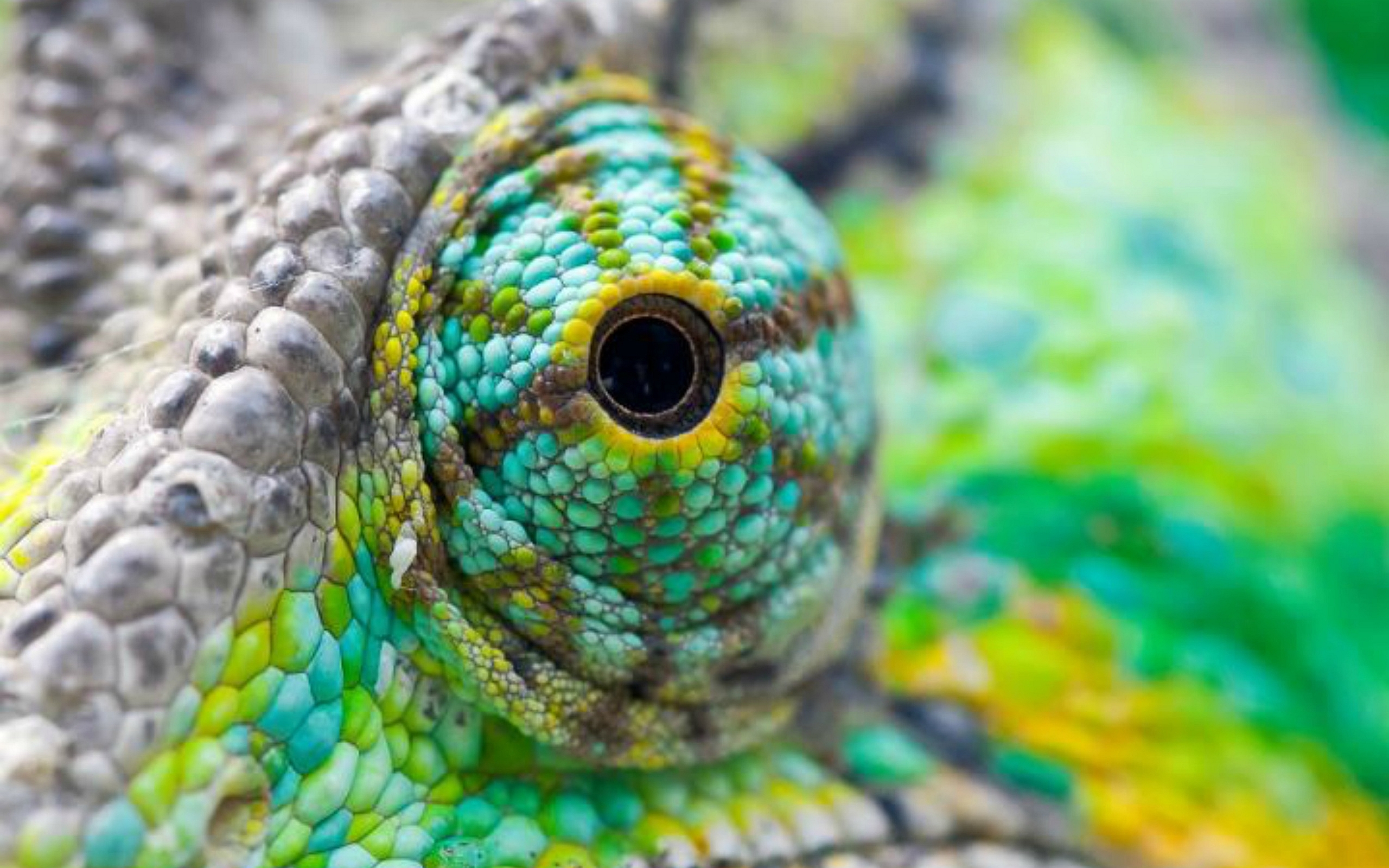 274858 descargar imagen animales, camaleón, lagarto, reptiles: fondos de pantalla y protectores de pantalla gratis