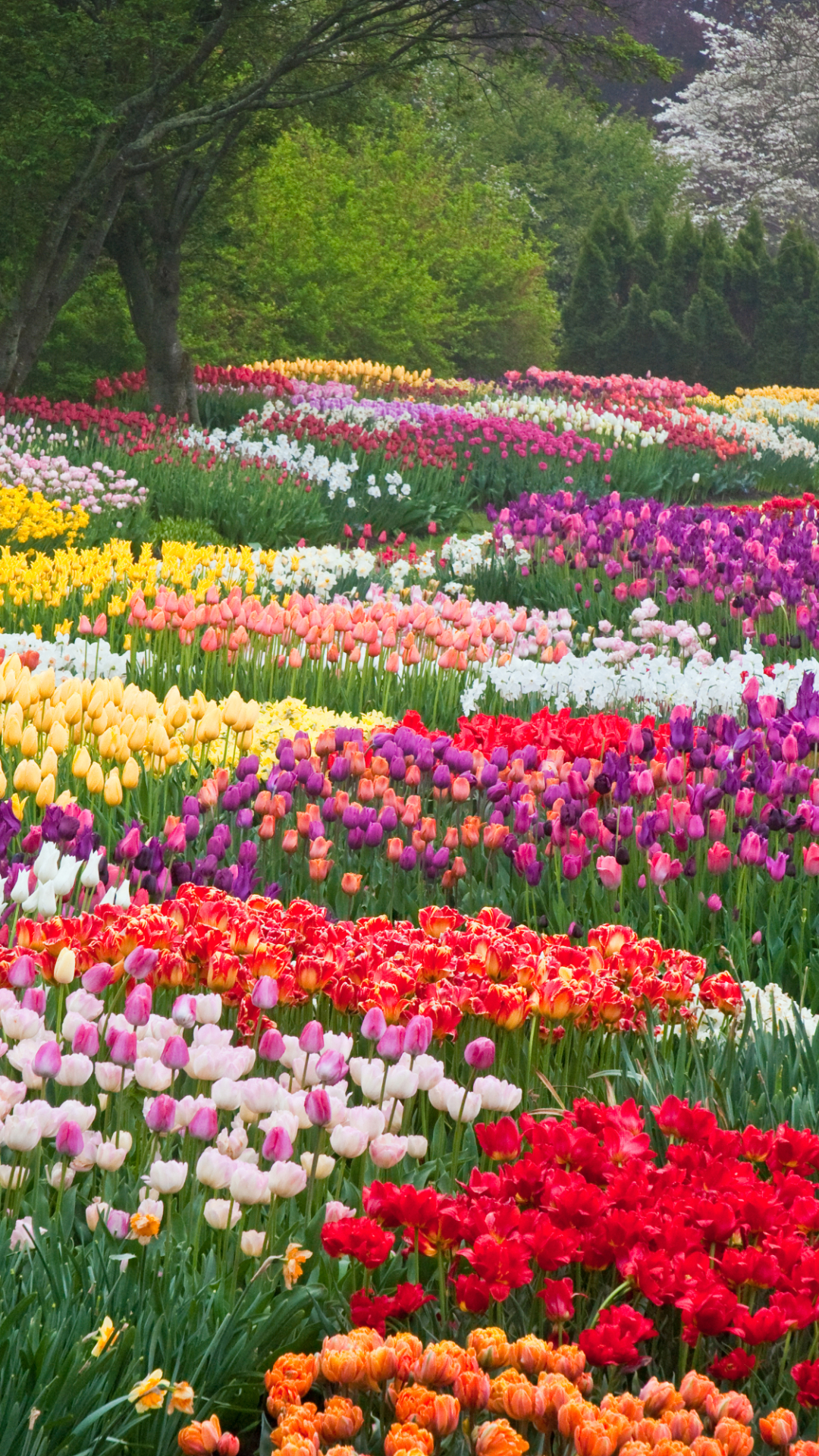 Handy-Wallpaper Blume, Park, Farben, Bunt, Frühling, Tulpe, Niederlande, Erde/natur kostenlos herunterladen.