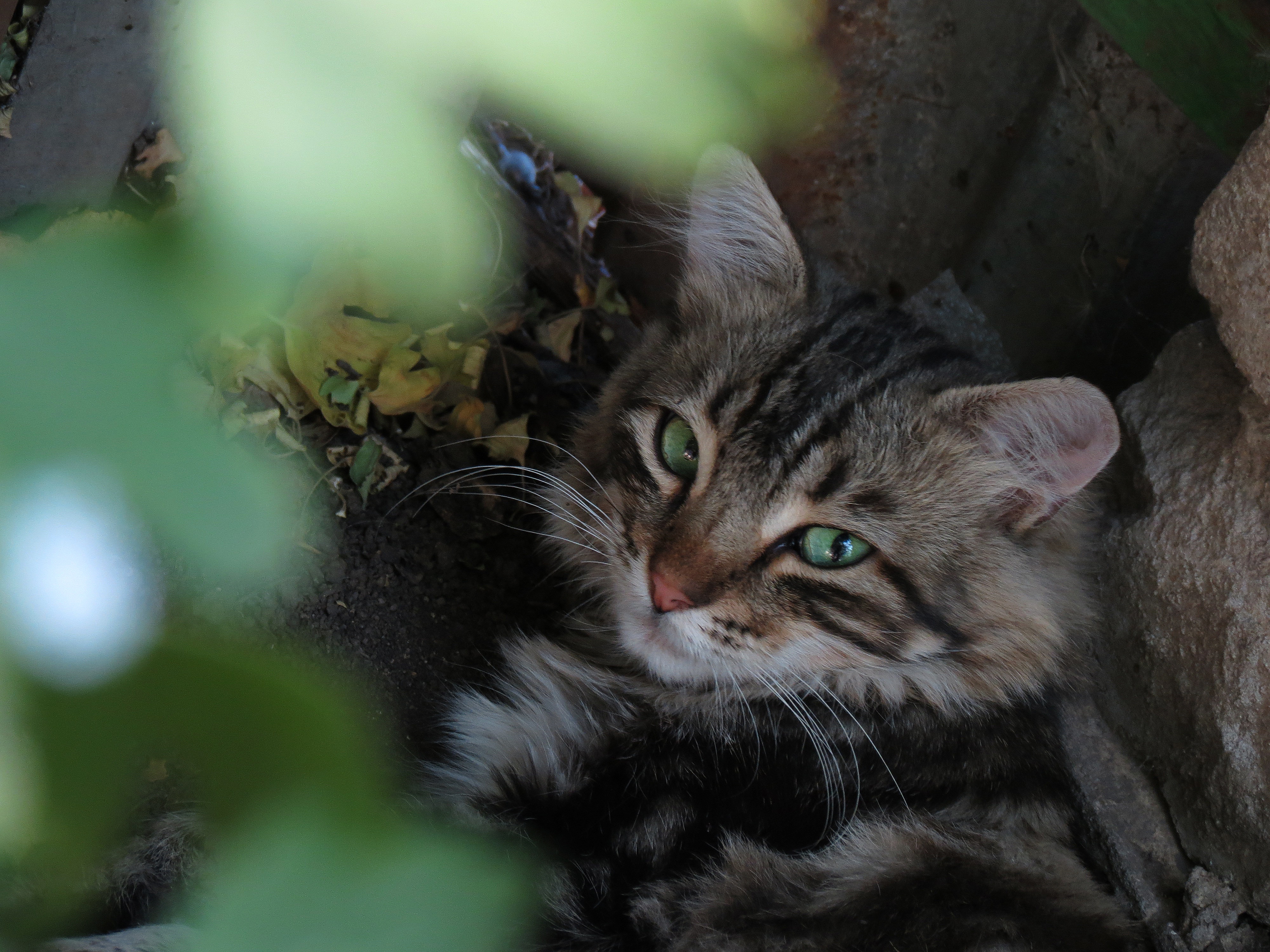 Baixe gratuitamente a imagem Animais, Gatos, Gato, Olhar Fixamente na área de trabalho do seu PC