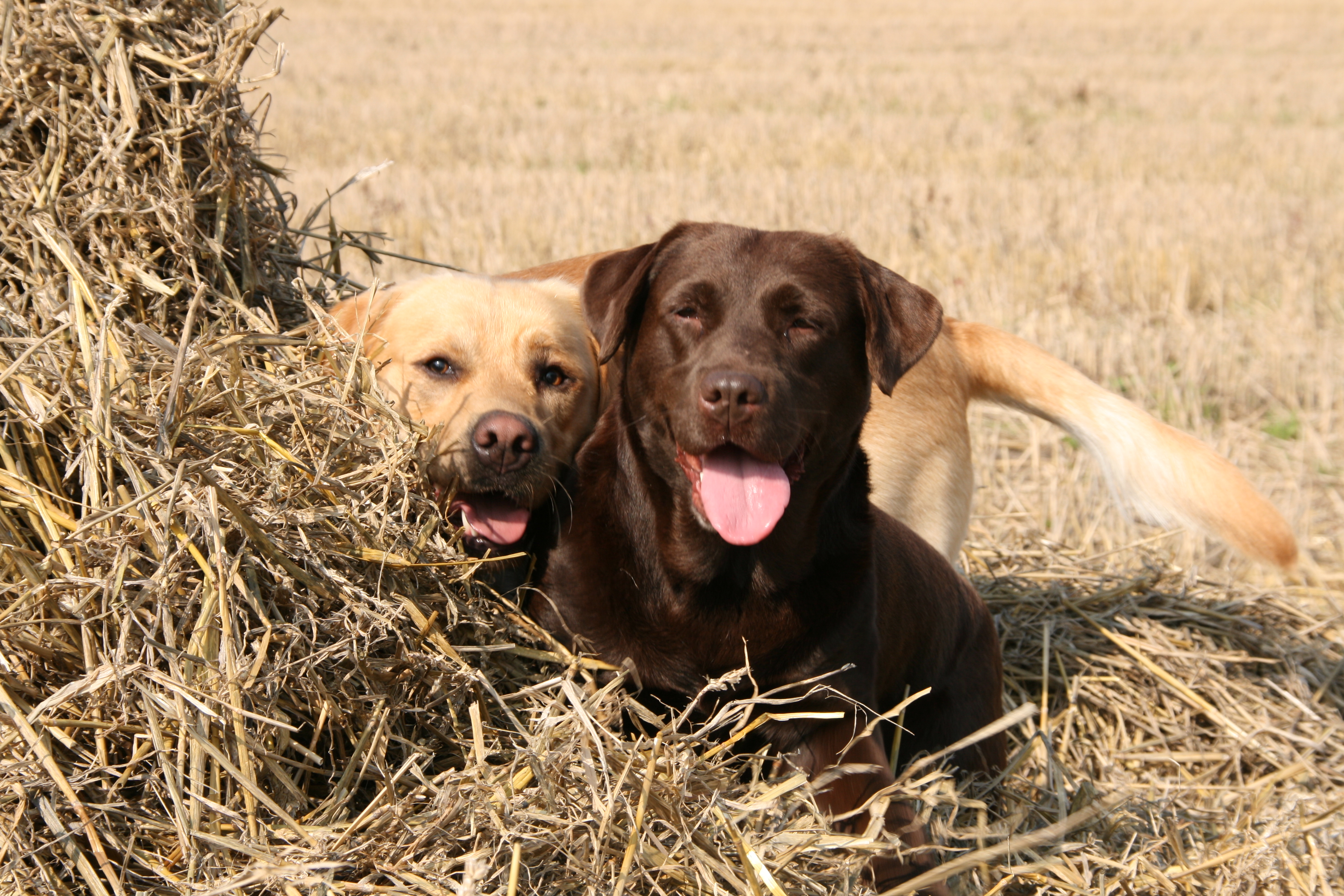 Laden Sie das Tiere, Hunde, Labrador Retriever-Bild kostenlos auf Ihren PC-Desktop herunter