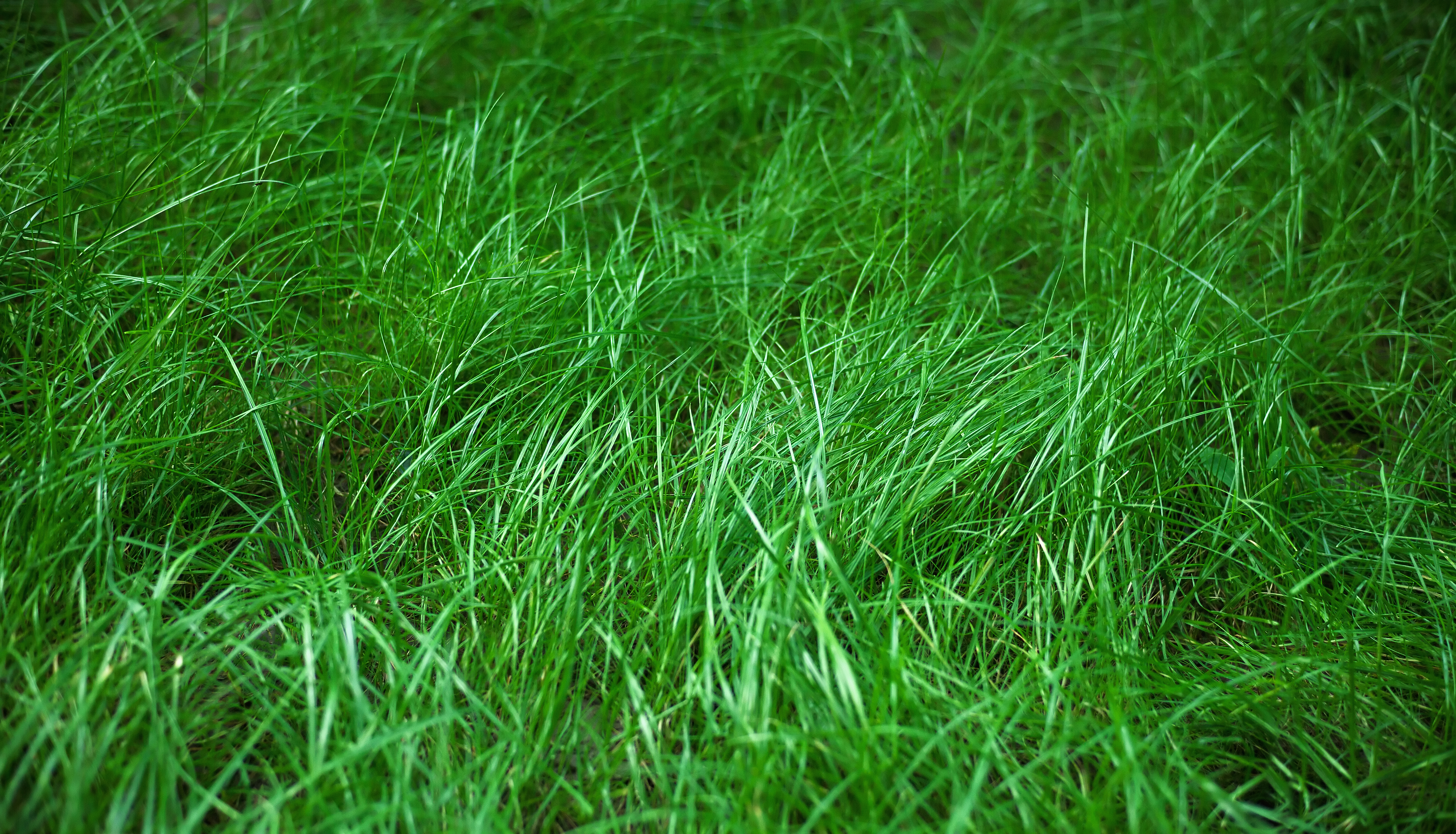 Download mobile wallpaper Grass, Macro, Plant for free.