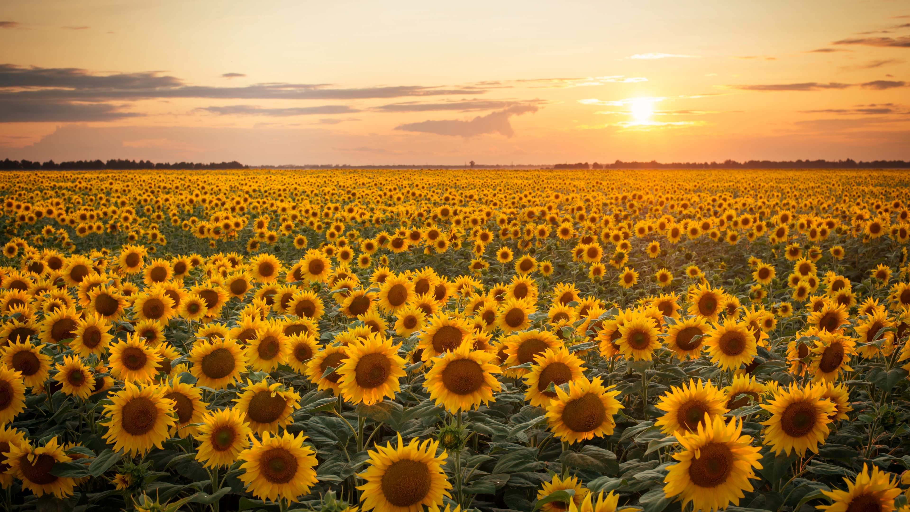 Download mobile wallpaper Flowers, Sunset, Earth, Sunflower for free.