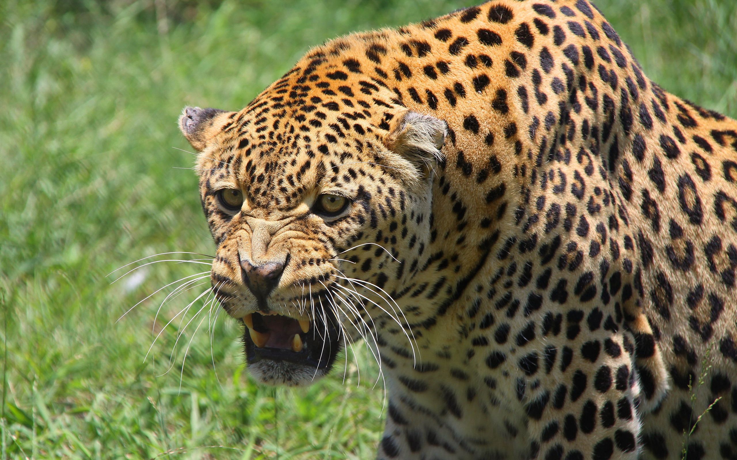 154593 descargar imagen leopardo, animales, agresión, sonrisa, bozal, depredador, gato grande: fondos de pantalla y protectores de pantalla gratis