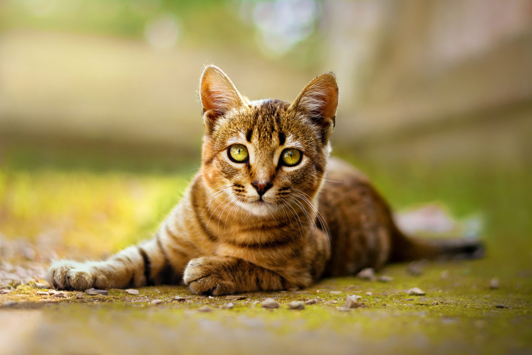 Download mobile wallpaper Cats, Cat, Animal, Stare for free.