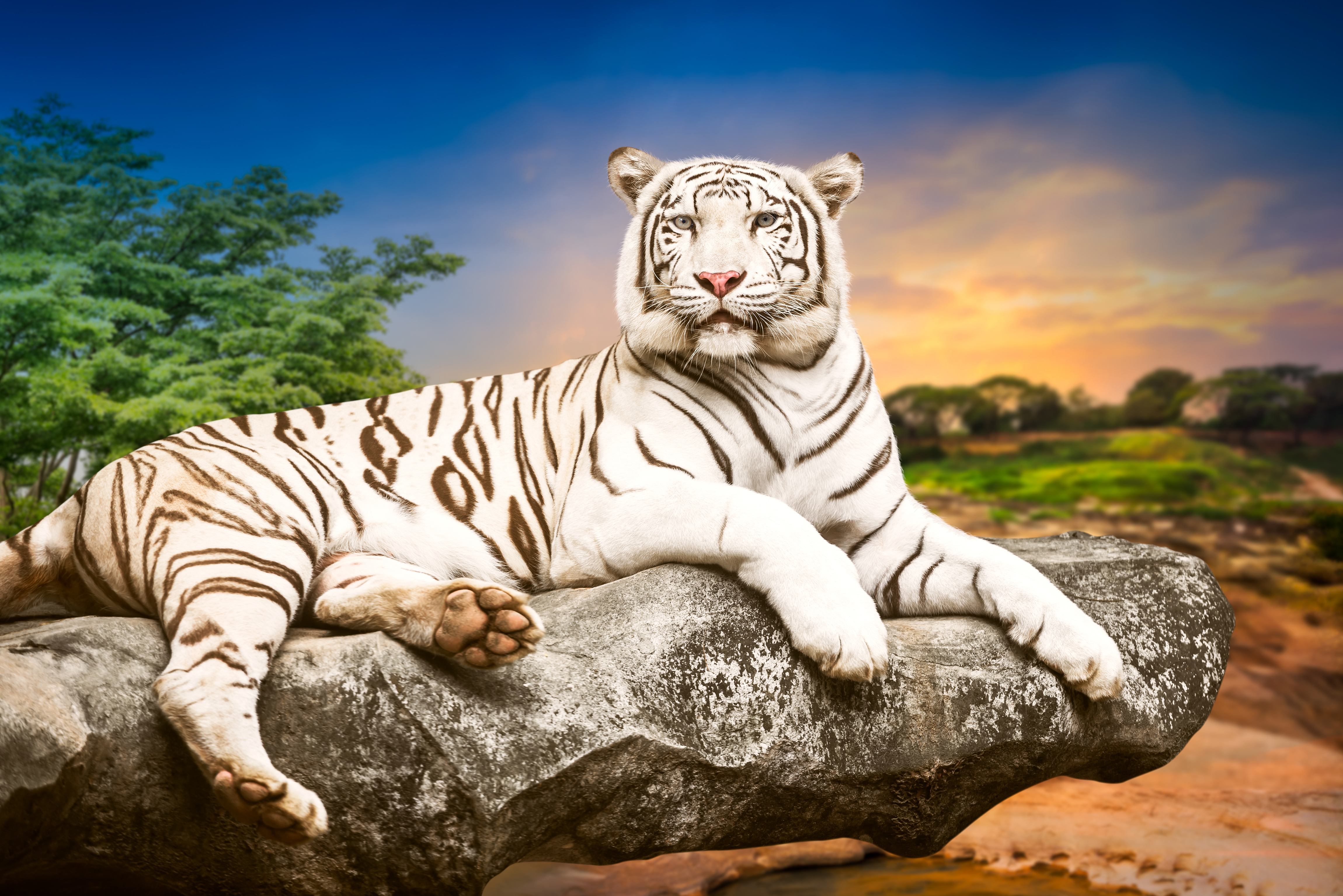 Handy-Wallpaper Tiere, Katzen, Weißer Tiger kostenlos herunterladen.