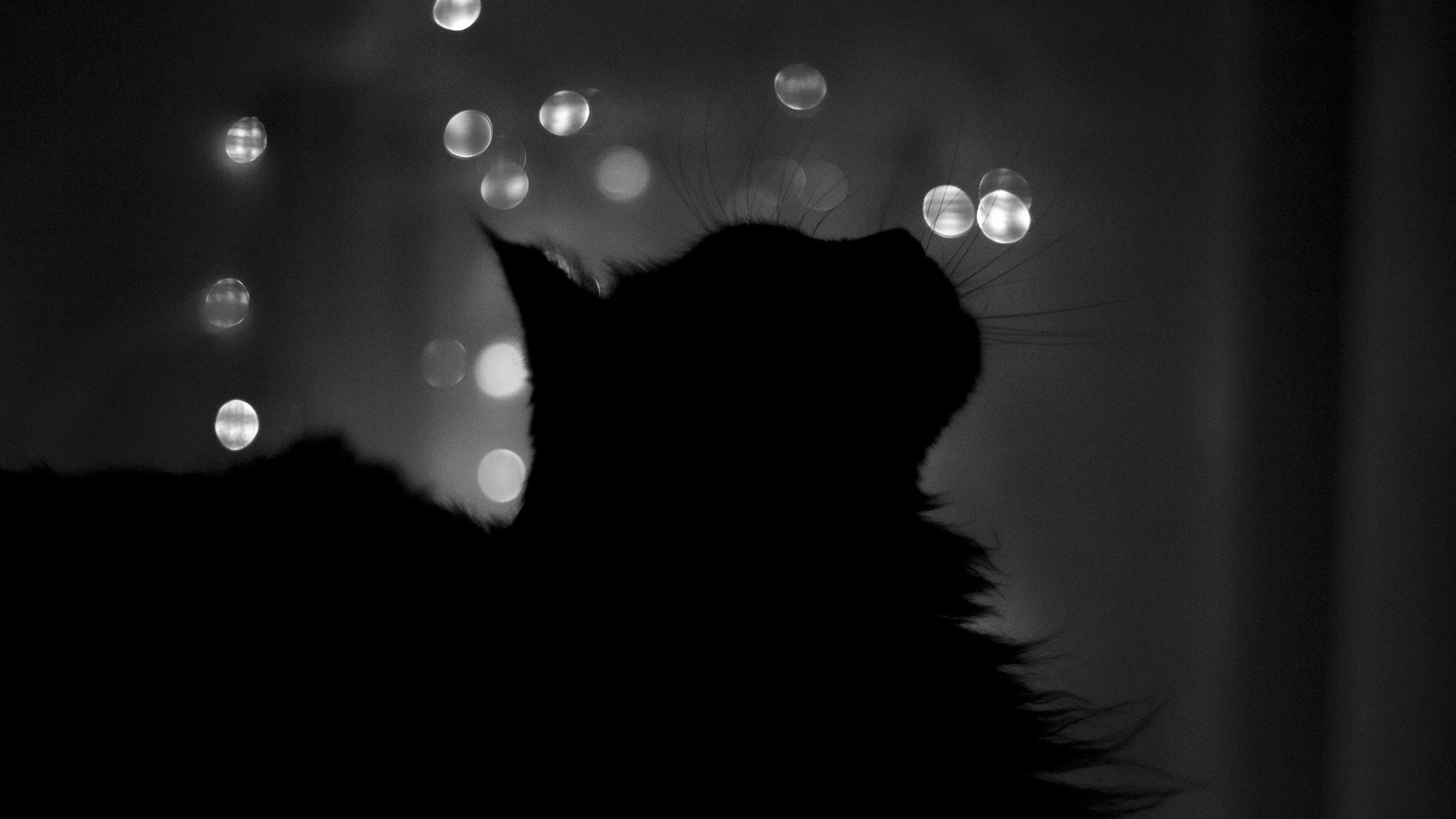 Wallpaper Full HD cat, black, glare, shadow, bw, chb, traits, features