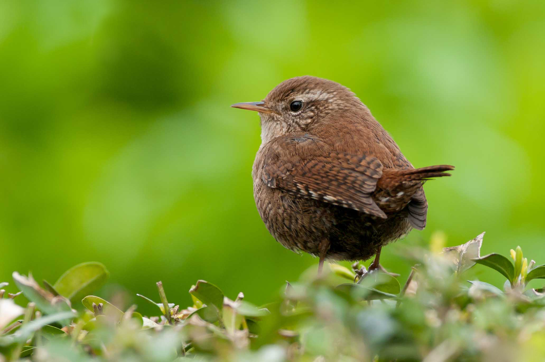 Baixe gratuitamente a imagem Pássaro, Aves, Animais na área de trabalho do seu PC