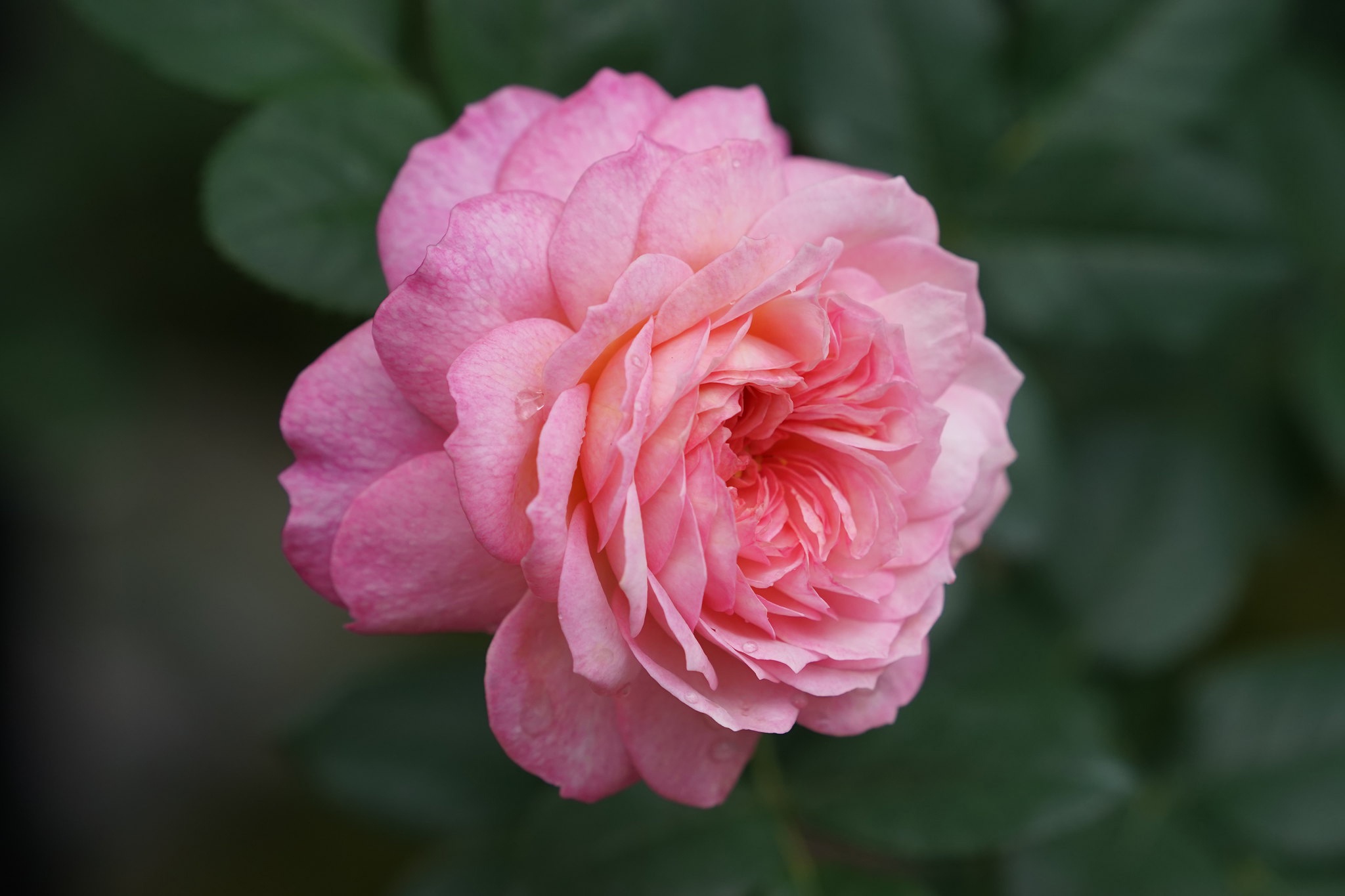 Téléchargez gratuitement l'image Fleurs, Rose, Terre/nature sur le bureau de votre PC