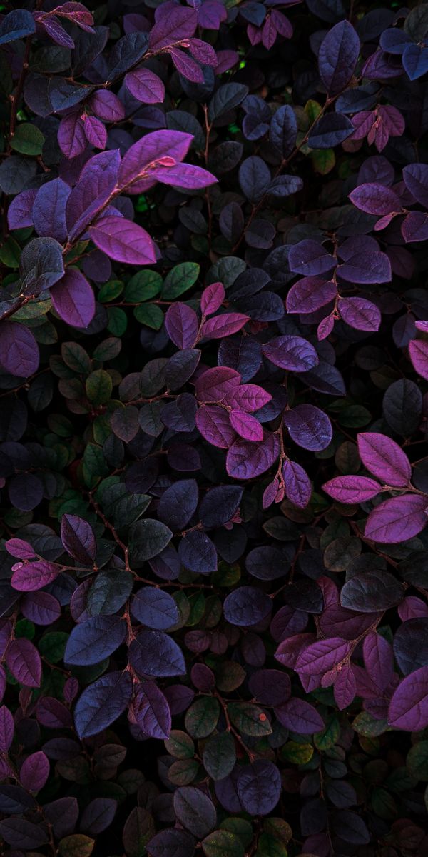 Leaves Phone Wallpapers: Free 4K & HD Downloads | …