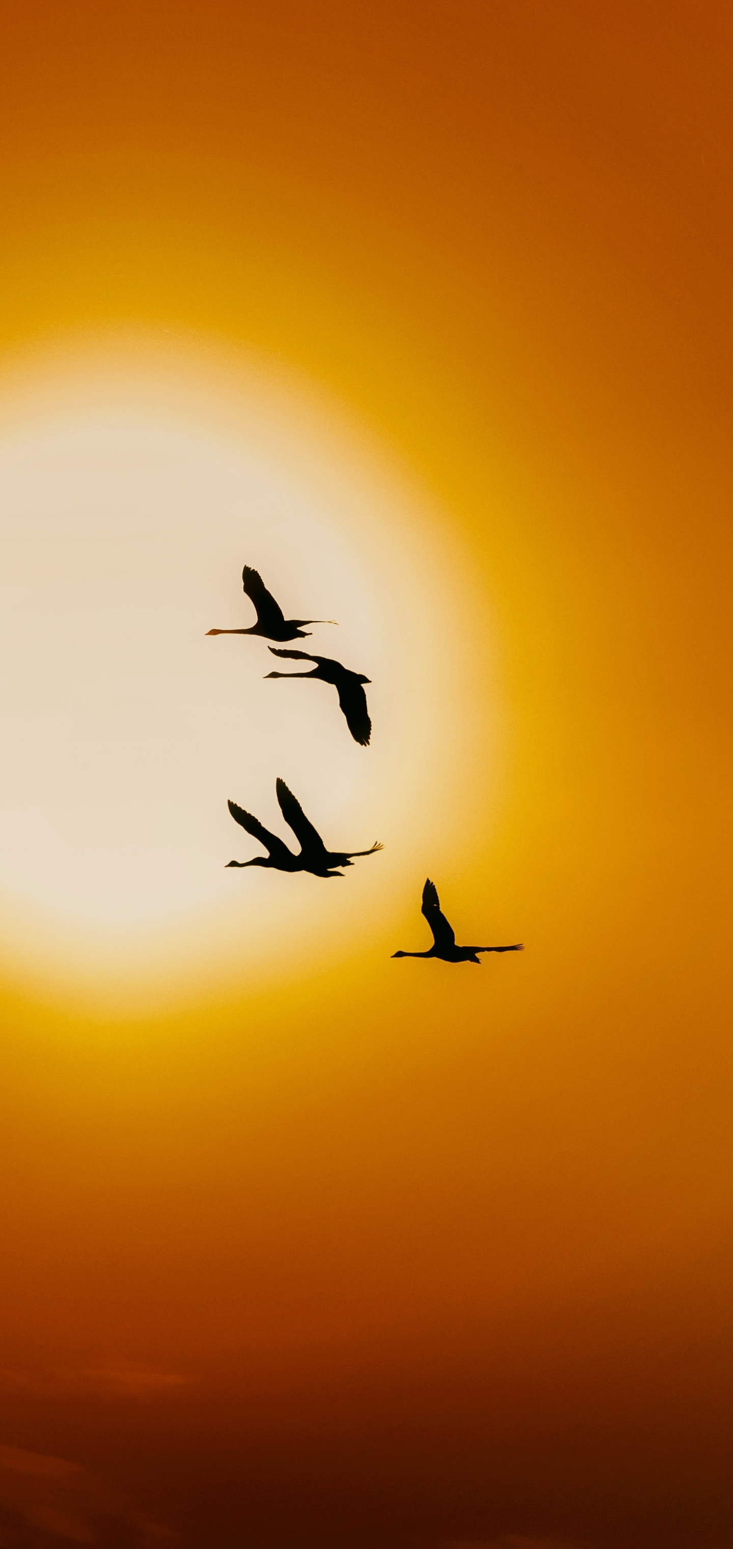 PCデスクトップに動物, 鳥, 白鳥, 太陽, 鳥の群れ画像を無料でダウンロード
