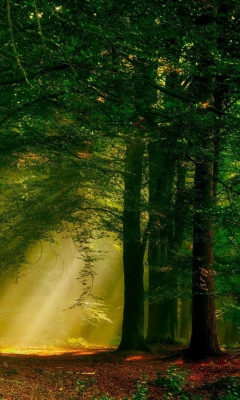 Téléchargez des papiers peints mobile Forêt, Arbre, Terre, Rayon De Soleil, La Nature, Terre/nature, Graine De Soleil gratuitement.