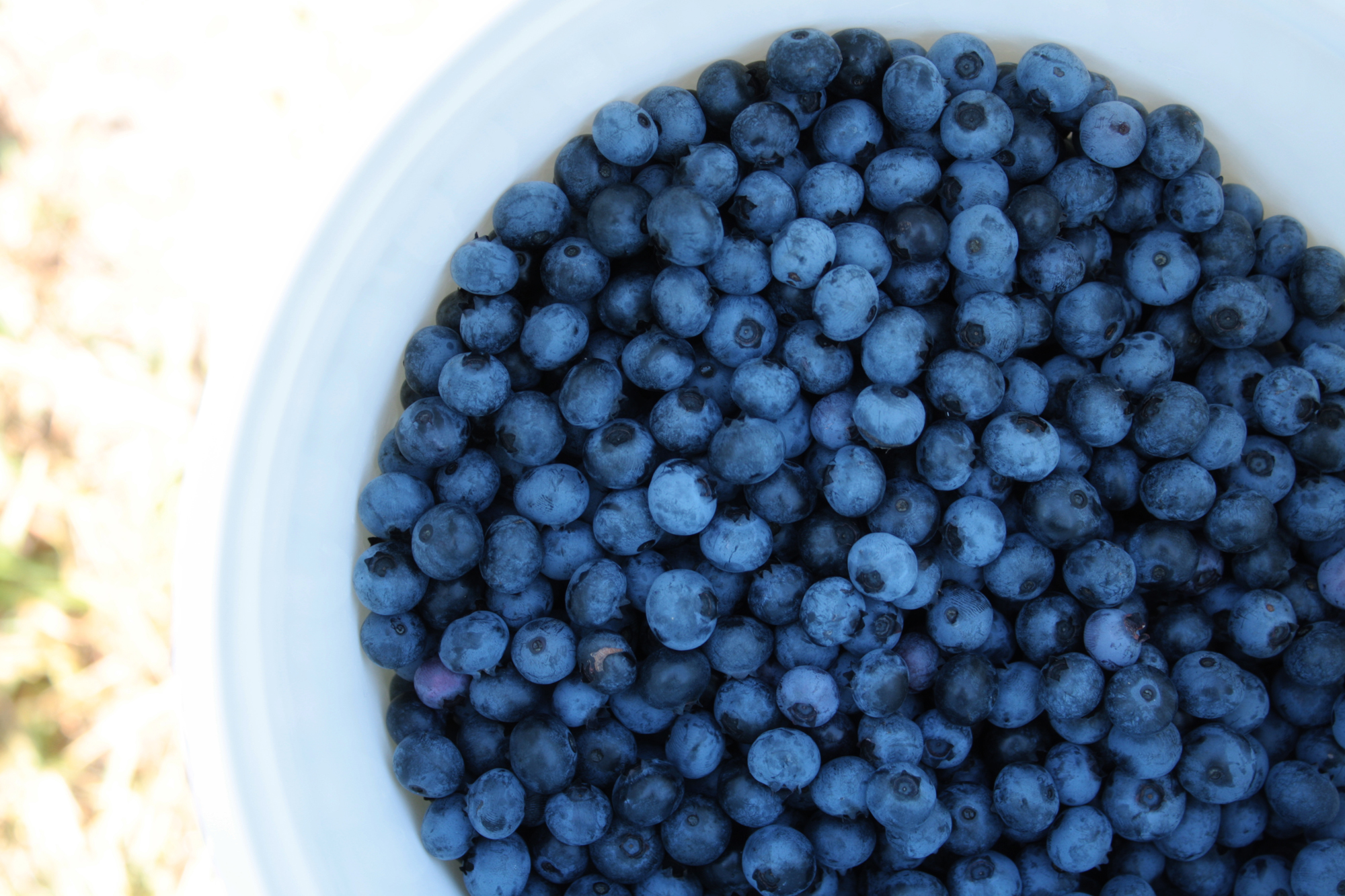 Download mobile wallpaper Food, Blueberry for free.