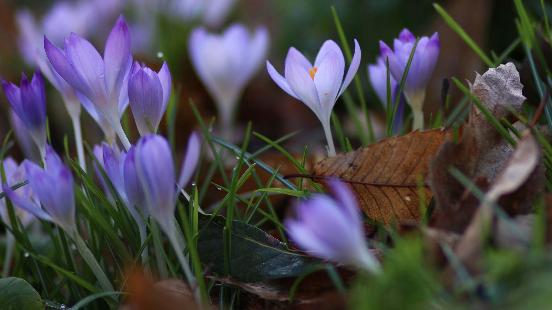 Free download wallpaper Crocus, Flowers, Earth on your PC desktop