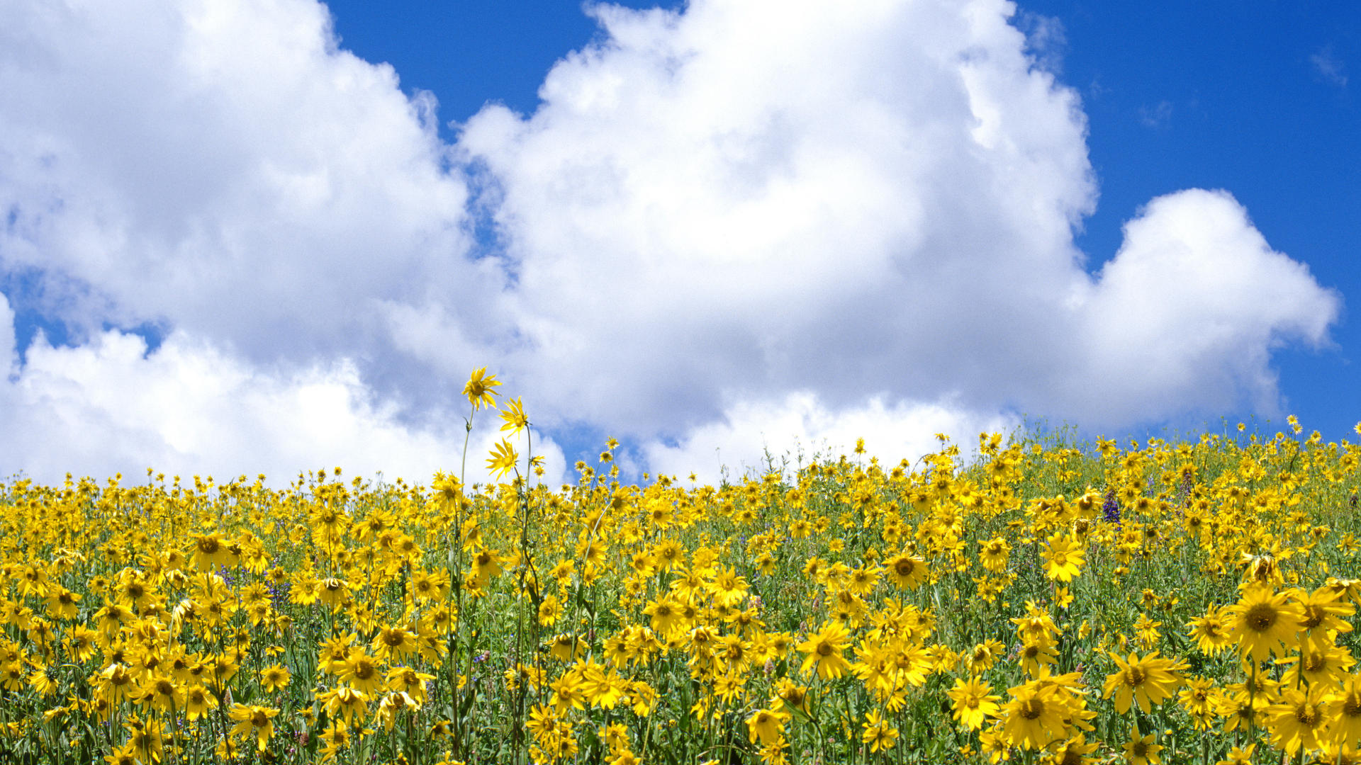 Download mobile wallpaper Flower, Earth, Field, Cloud, Yellow Flower for free.