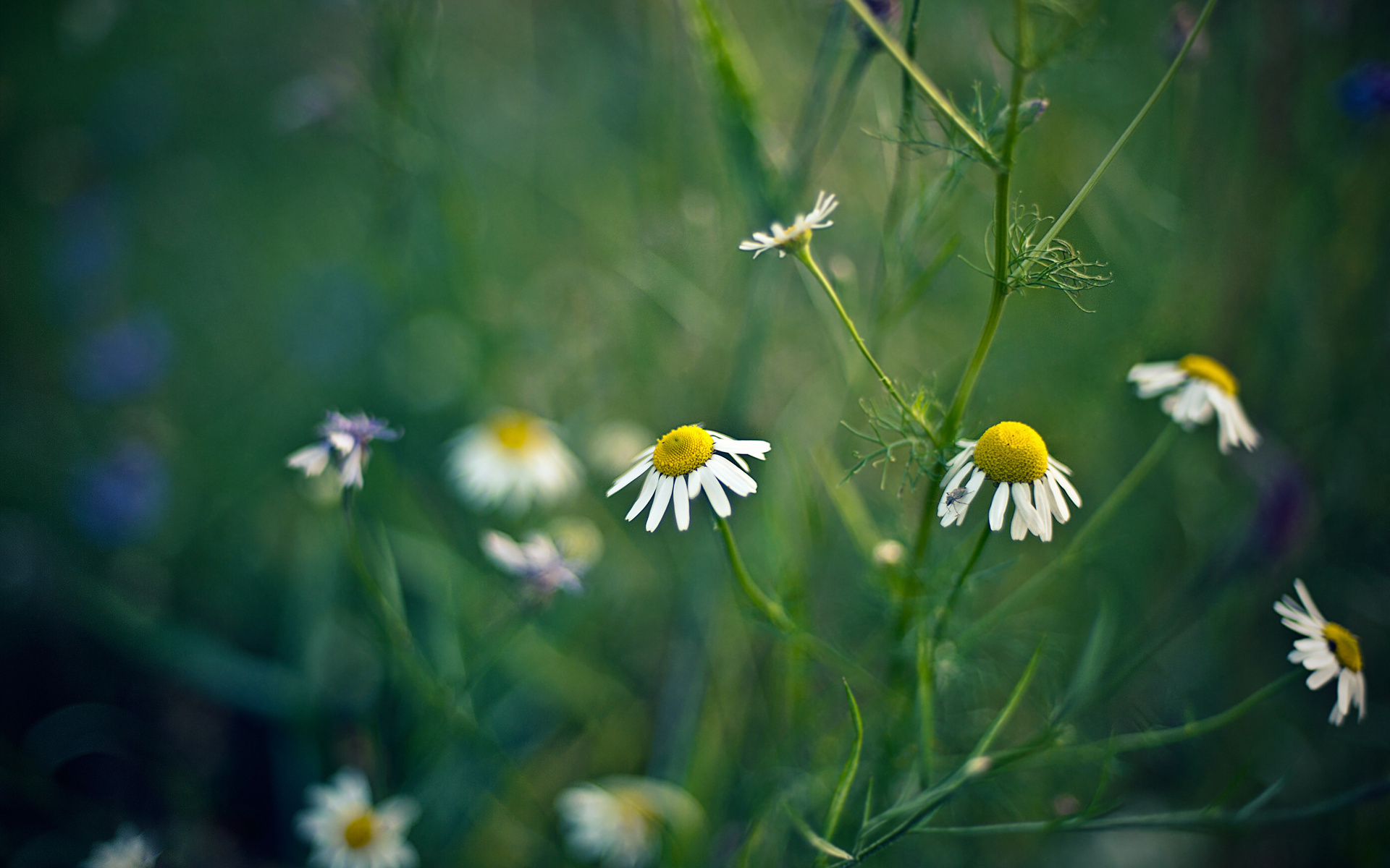 Téléchargez gratuitement l'image Fleurs, Fleur, Terre/nature sur le bureau de votre PC