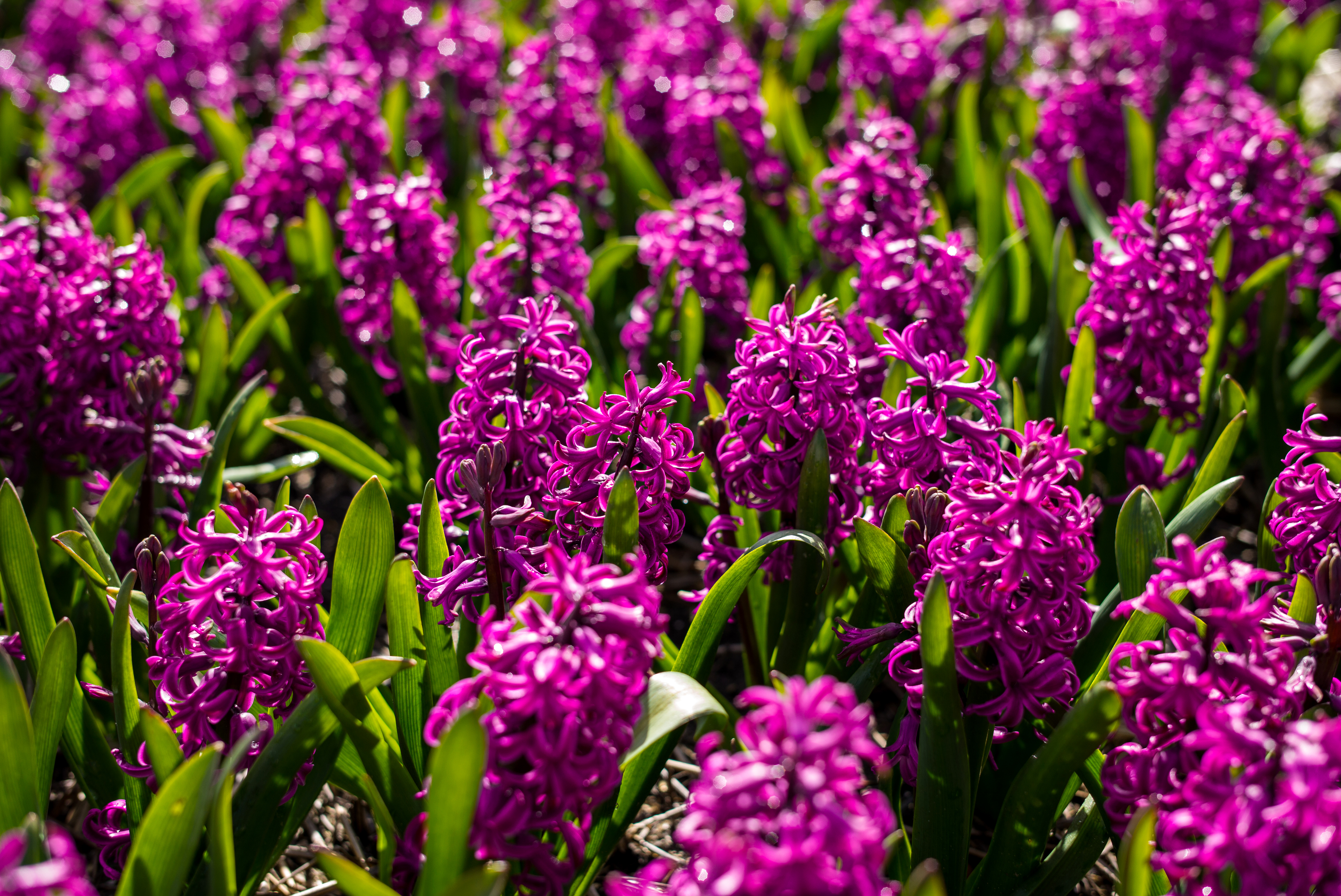 Download mobile wallpaper Flowers, Hyacinth, Flower, Earth, Field, Purple Flower for free.