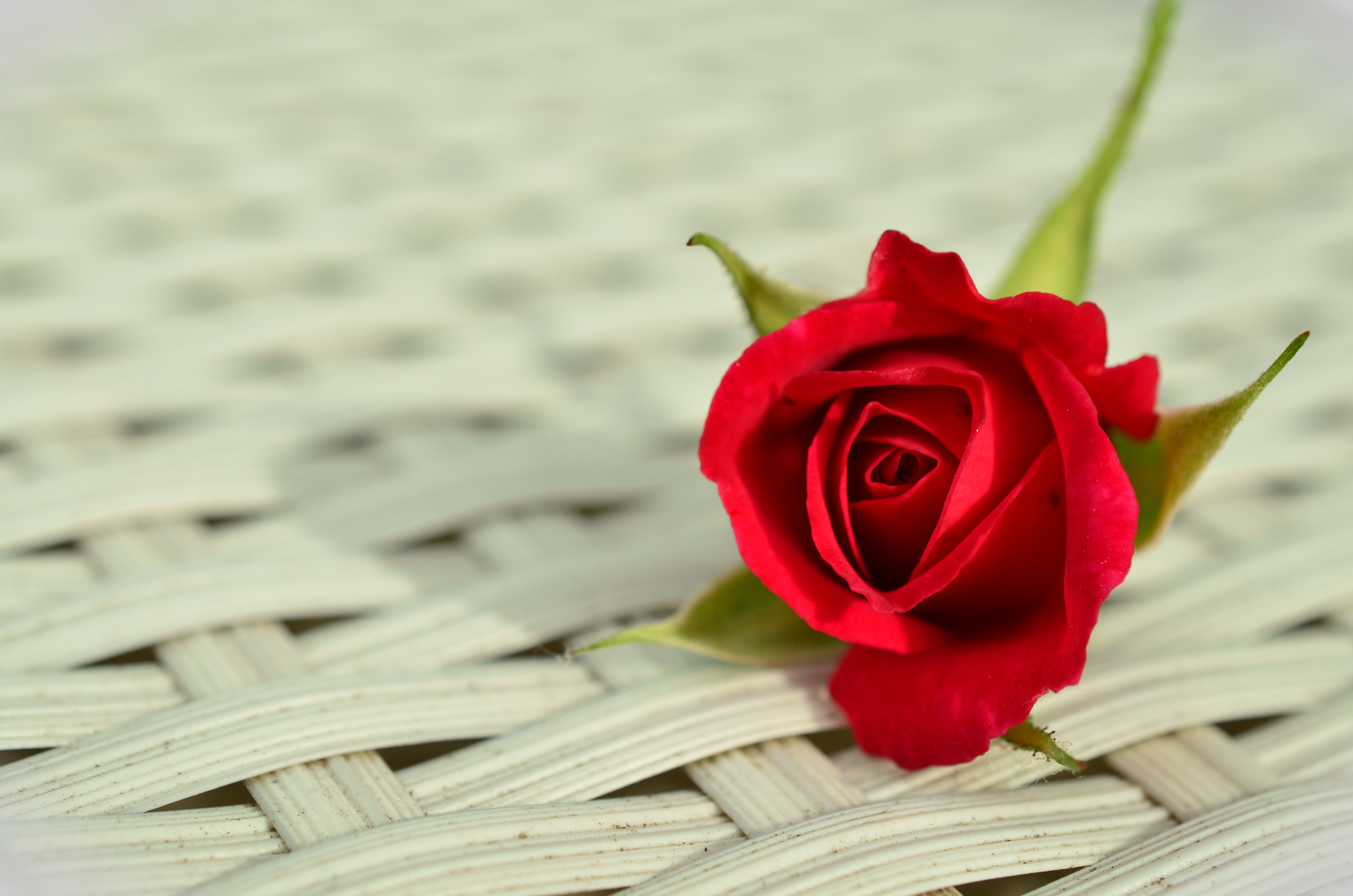 Téléchargez gratuitement l'image Surface, Bourgeon, Fleurs, Fleur, Une Rose, Rose sur le bureau de votre PC