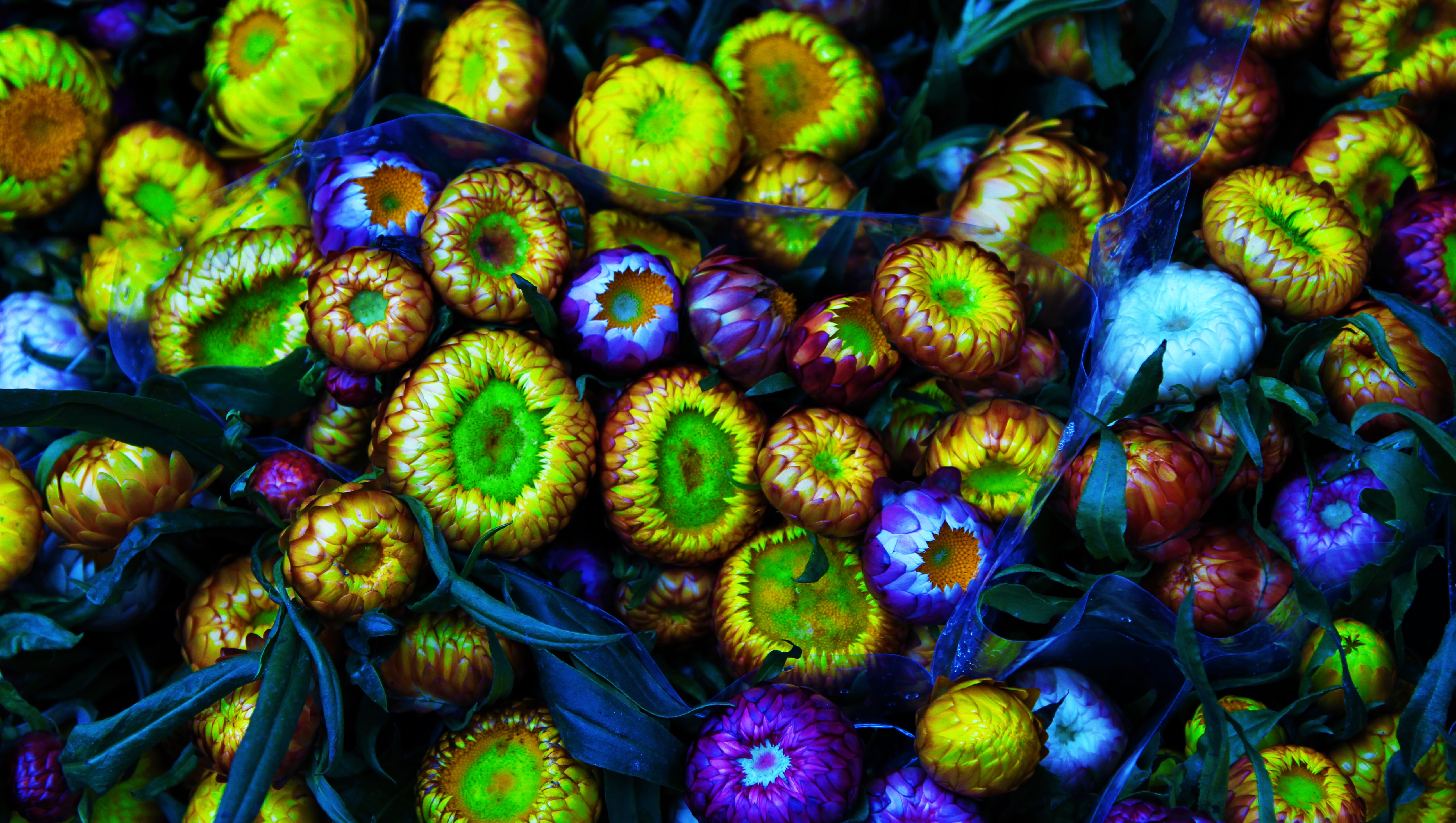 Descarga gratis la imagen Flores, Flor, Ramo, Tierra/naturaleza en el escritorio de tu PC