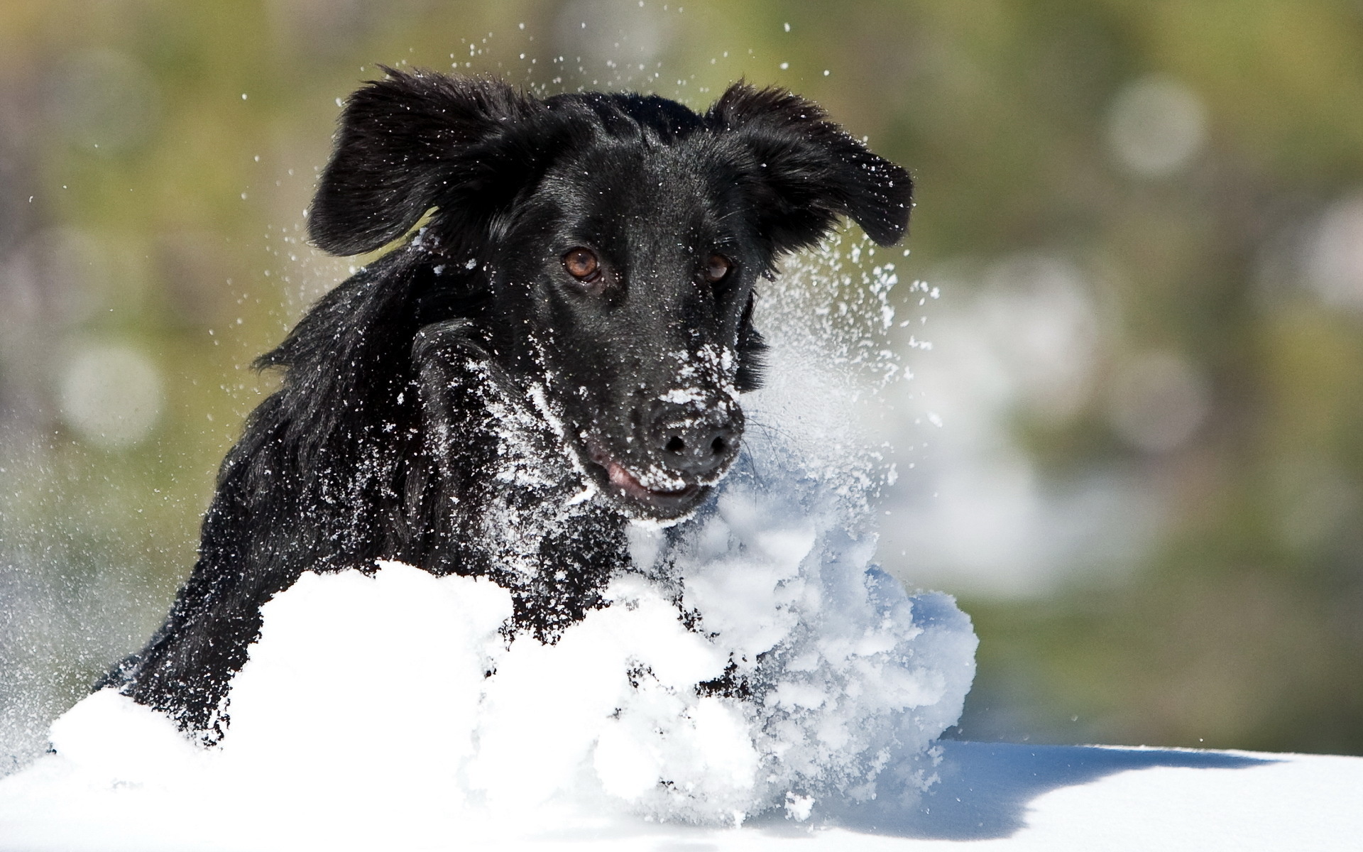 Handy-Wallpaper Tiere, Hunde, Hund kostenlos herunterladen.