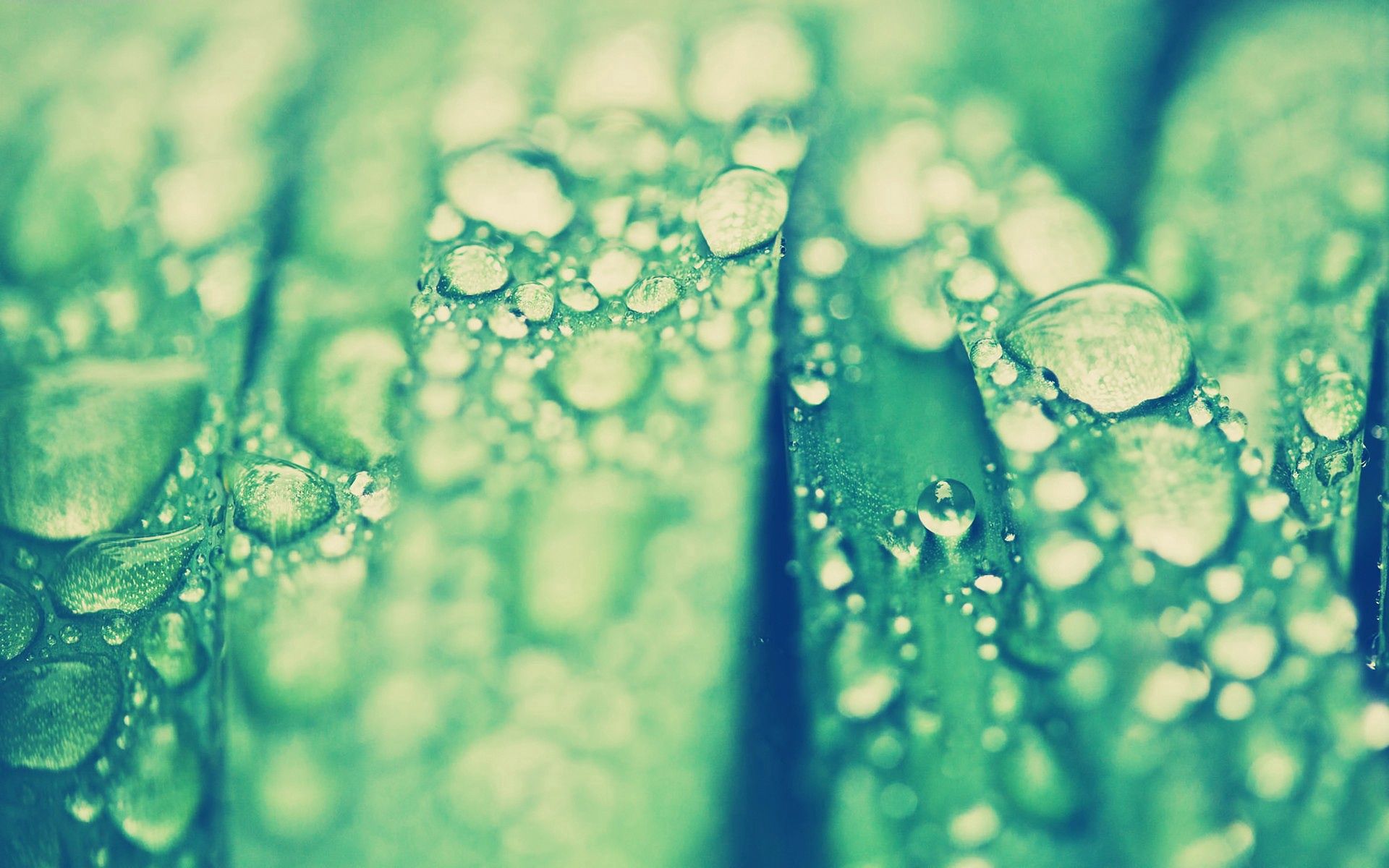Download mobile wallpaper Grass, Macro, Sheet, Leaf, Surface, Drops for free.