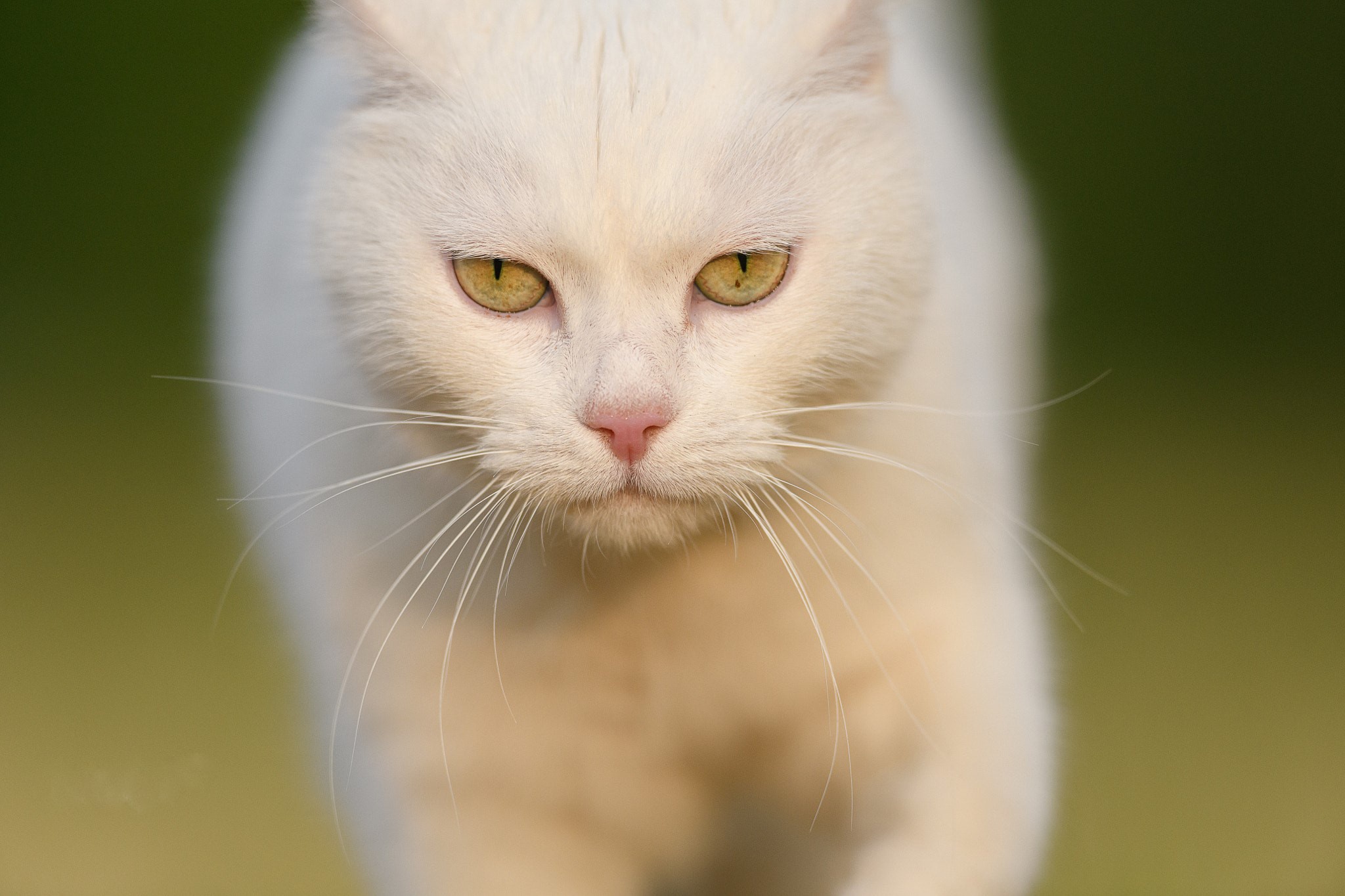 Baixar papel de parede para celular de Animais, Gatos, Gato gratuito.