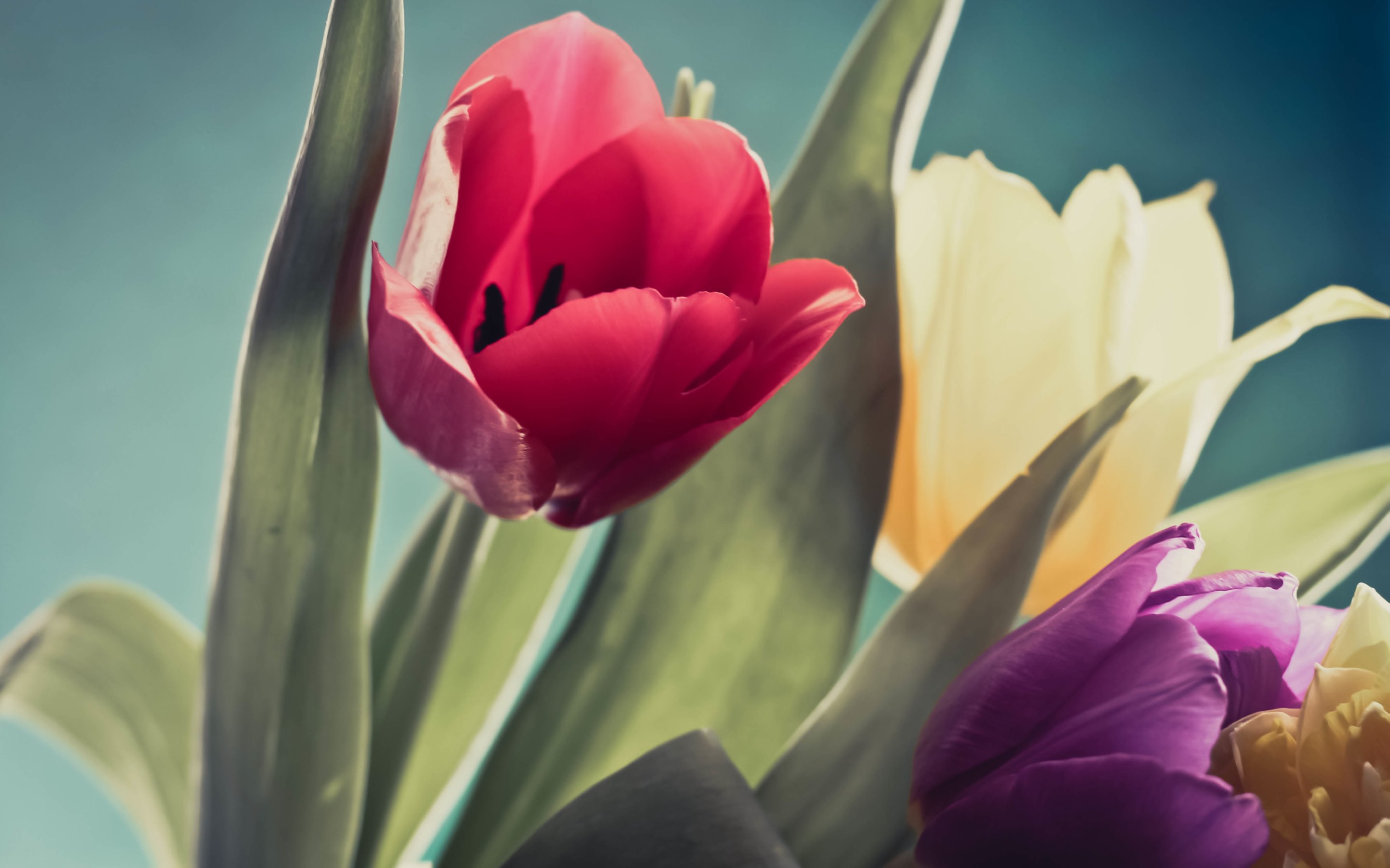 Handy-Wallpaper Tulpe, Makro, Blumen, Blume, Erde/natur kostenlos herunterladen.