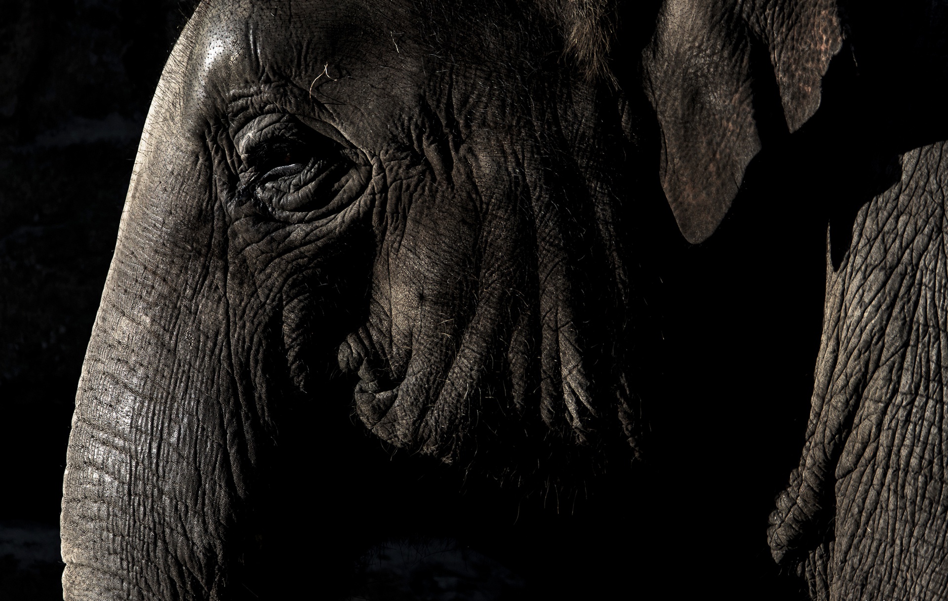 Free download wallpaper Elephants, Close Up, Animal, Asian Elephant on your PC desktop