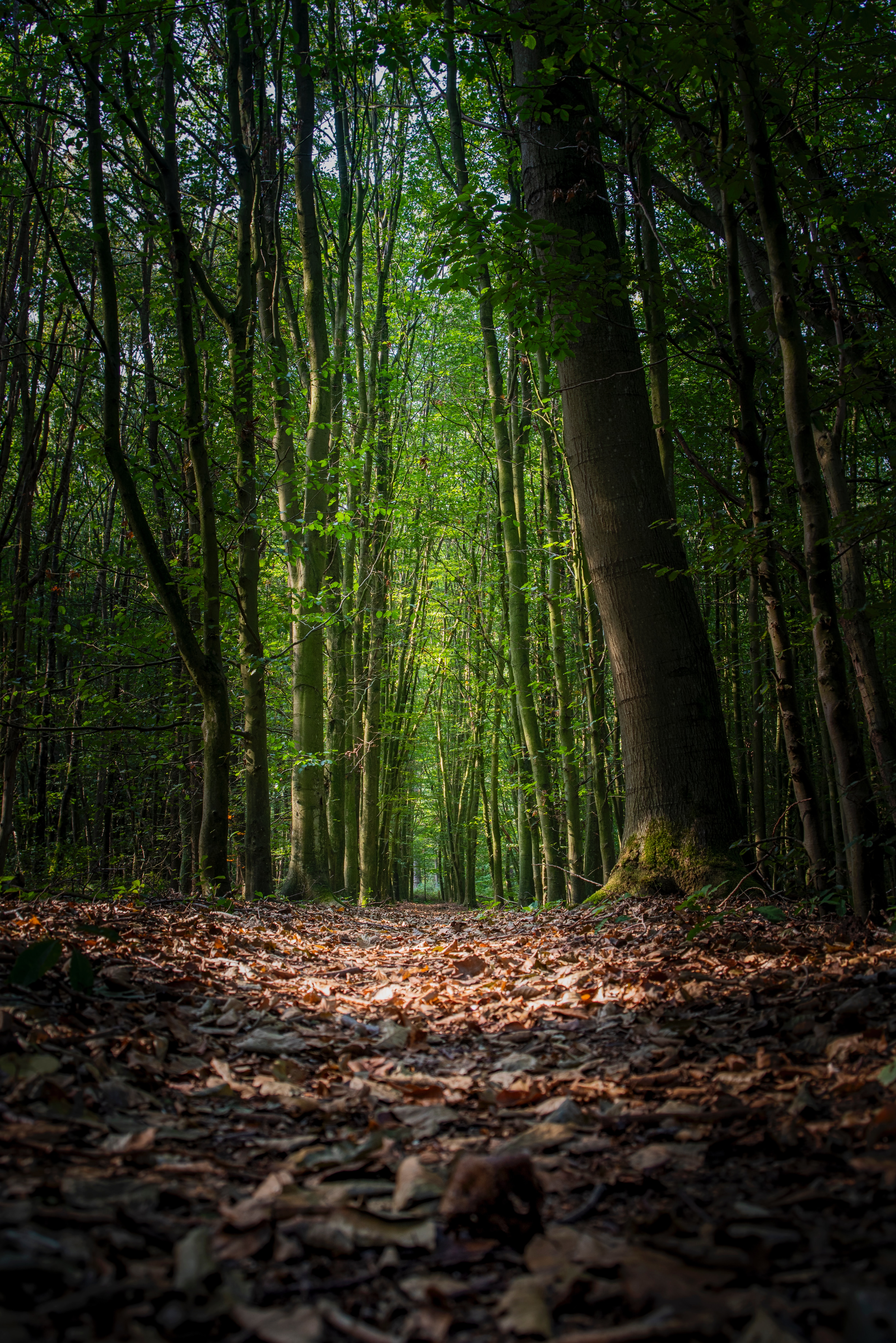 Laden Sie das Natur, Bäume, Wald, Pfad, Laub, Herbst-Bild kostenlos auf Ihren PC-Desktop herunter