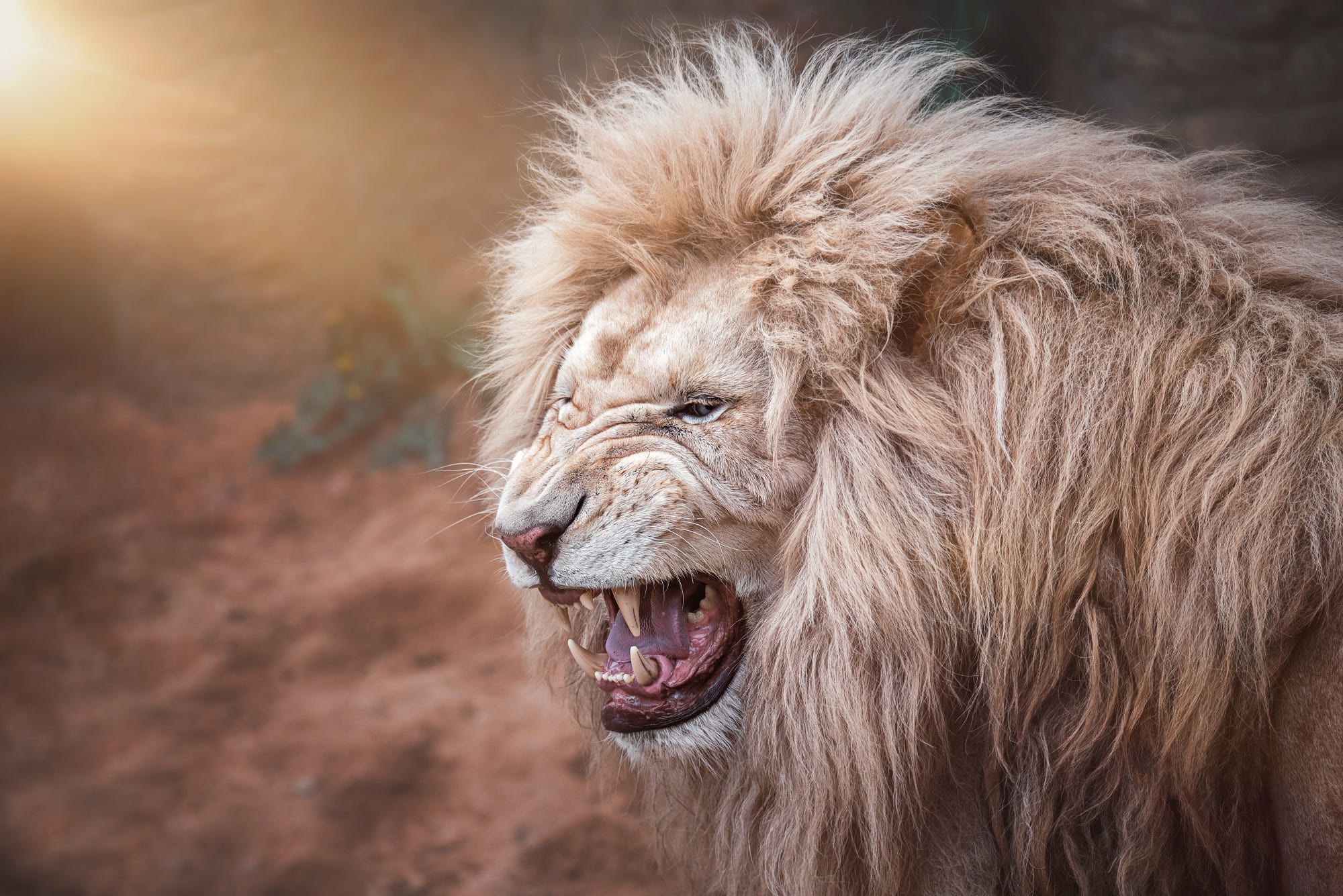 Descarga gratuita de fondo de pantalla para móvil de Animales, Gatos, León.