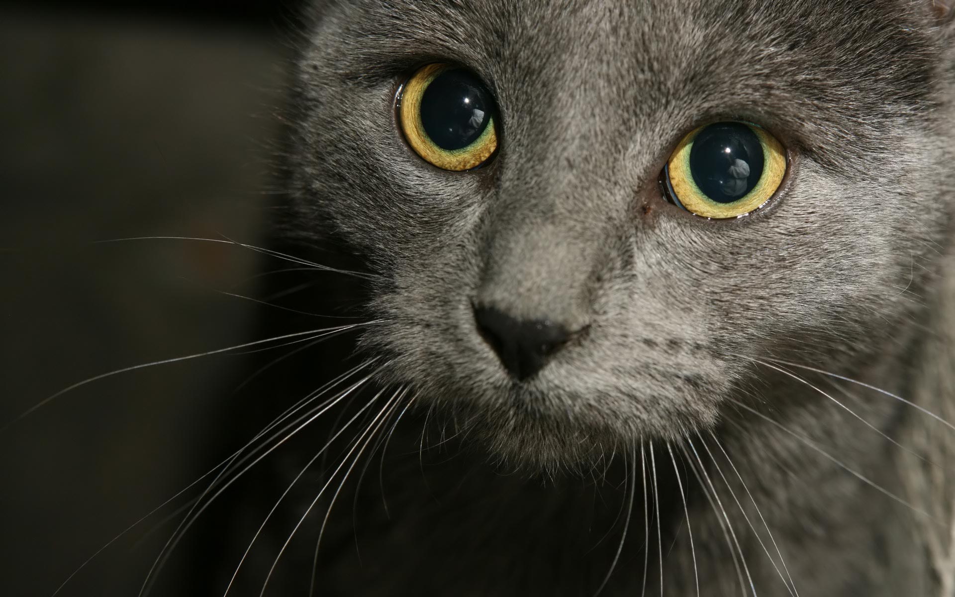 Baixar papel de parede para celular de Animais, Gatos, Gato gratuito.