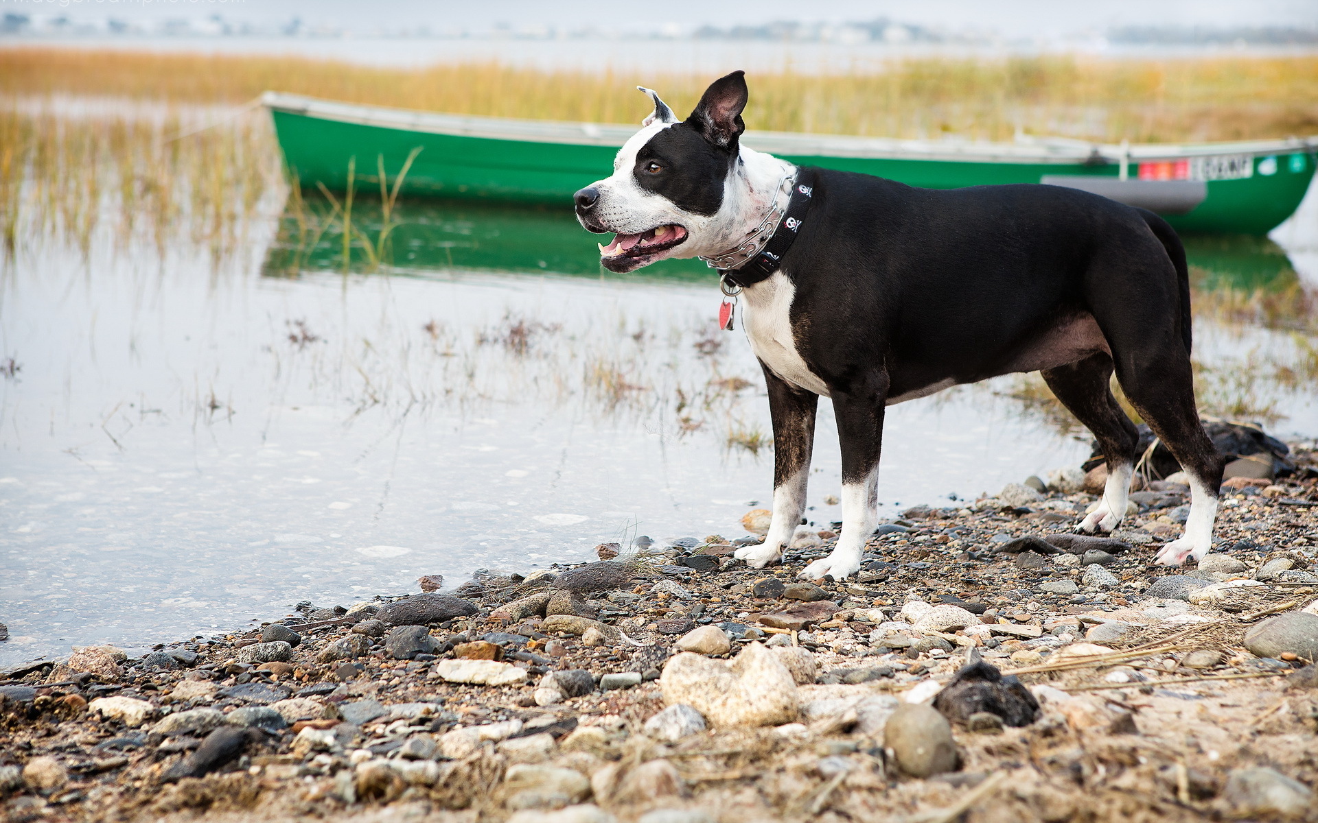 Handy-Wallpaper Hunde, Hund, Tiere kostenlos herunterladen.