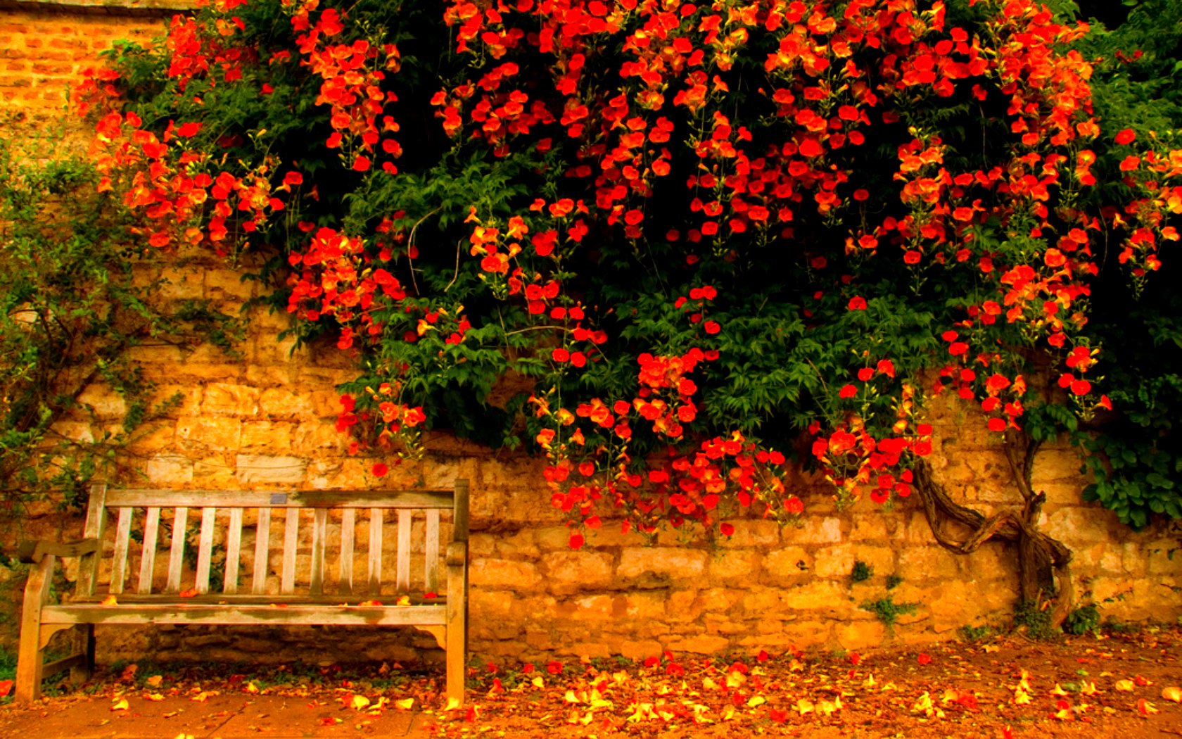 Handy-Wallpaper Herbst, Bank, Blume, Menschengemacht, Orange Farbe) kostenlos herunterladen.