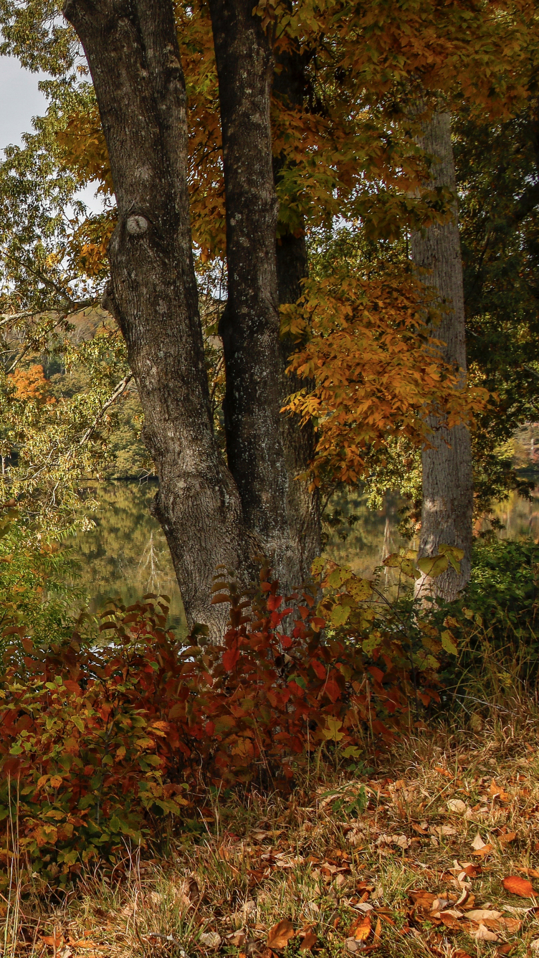 Download mobile wallpaper Nature, Reflection, Tree, Fall, Earth, River for free.