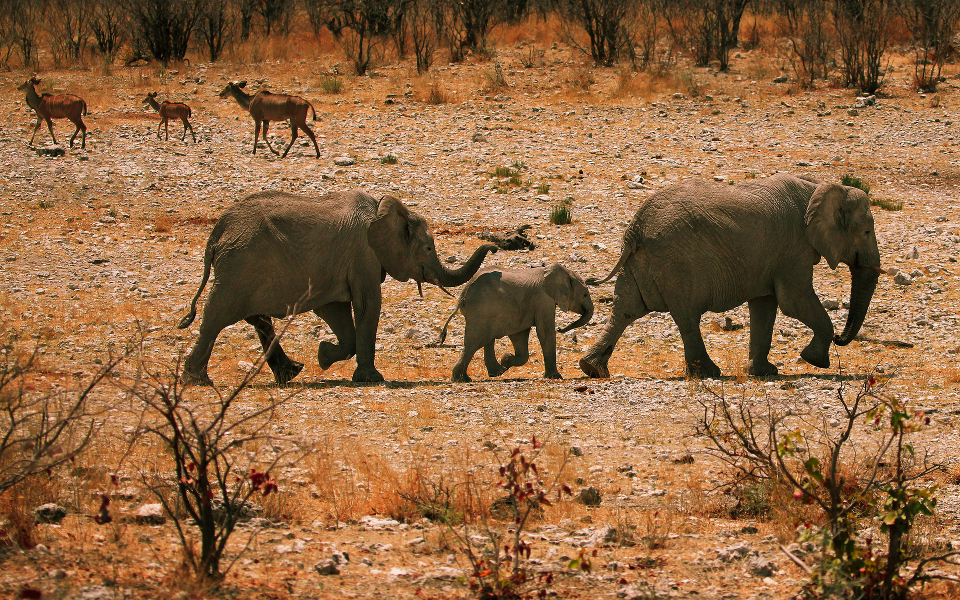 Скачати мобільні шпалери Африка, Африканський Чагарниковий Слон, Слони, Тварина безкоштовно.