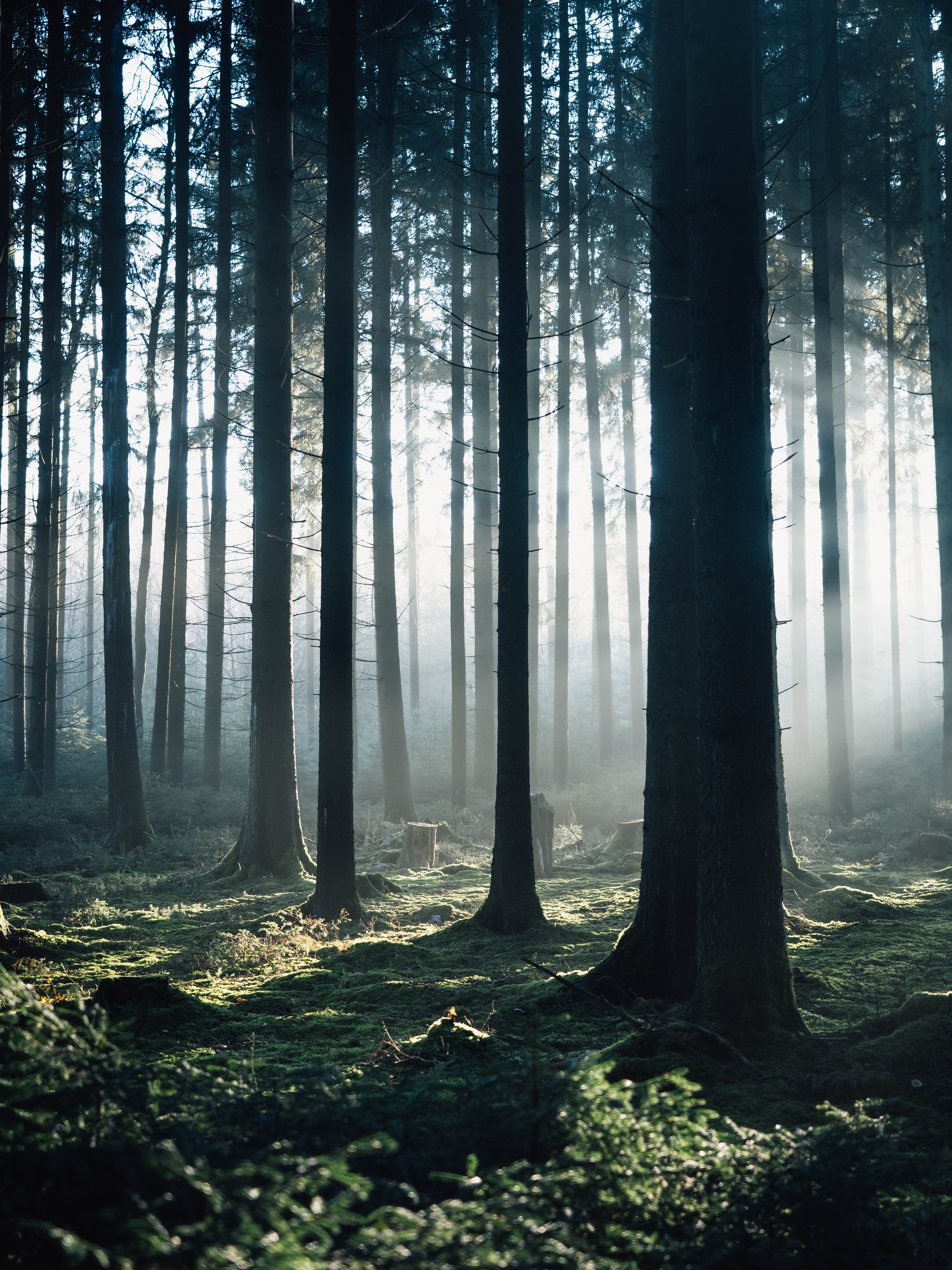 Завантажити шпалери безкоштовно Природа, Дерева, Ліс, Туман, Ранок картинка на робочий стіл ПК