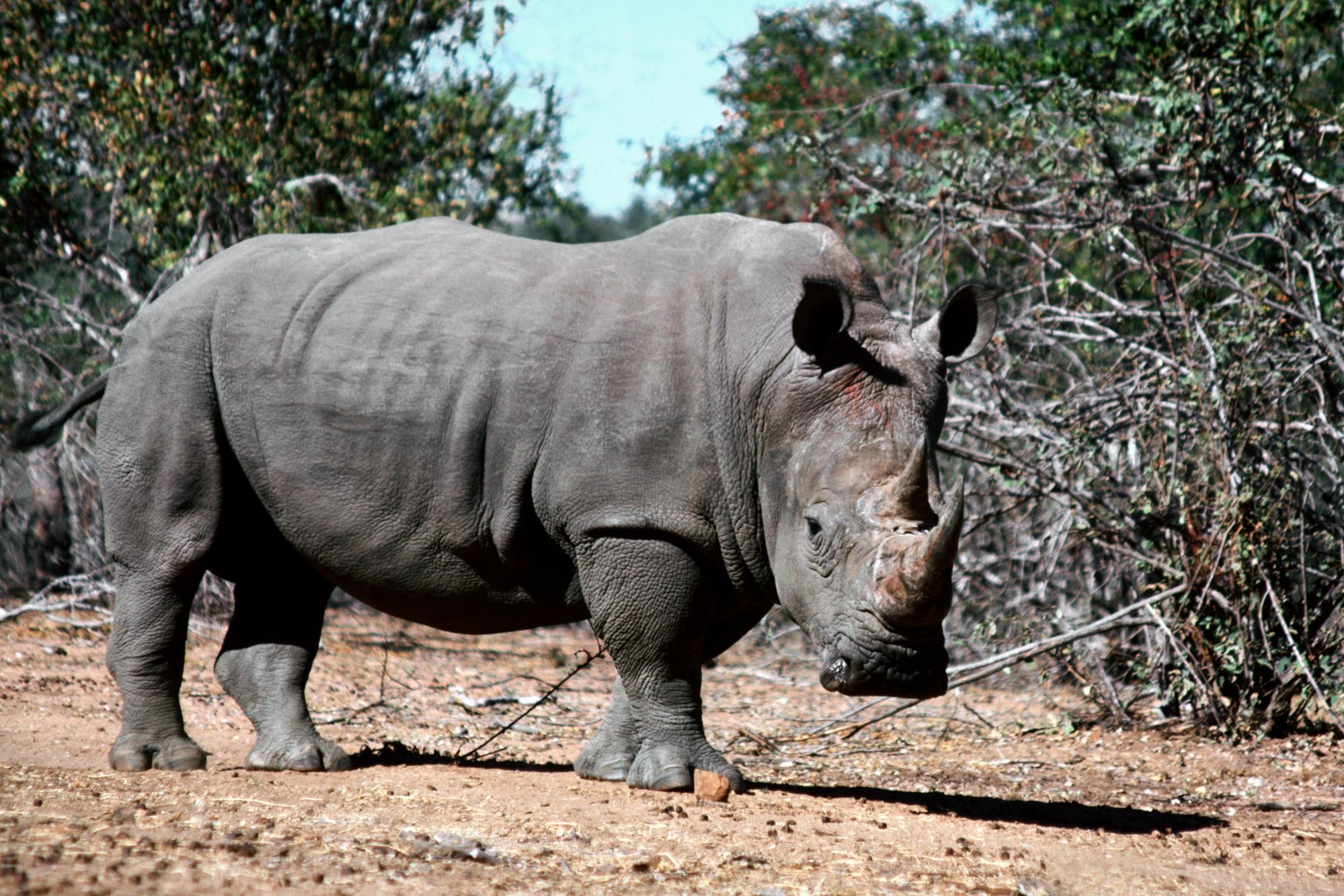 Descarga gratuita de fondo de pantalla para móvil de Rinoceronte, Sombra, Hierba, Suciedad, Animales, Lodo.
