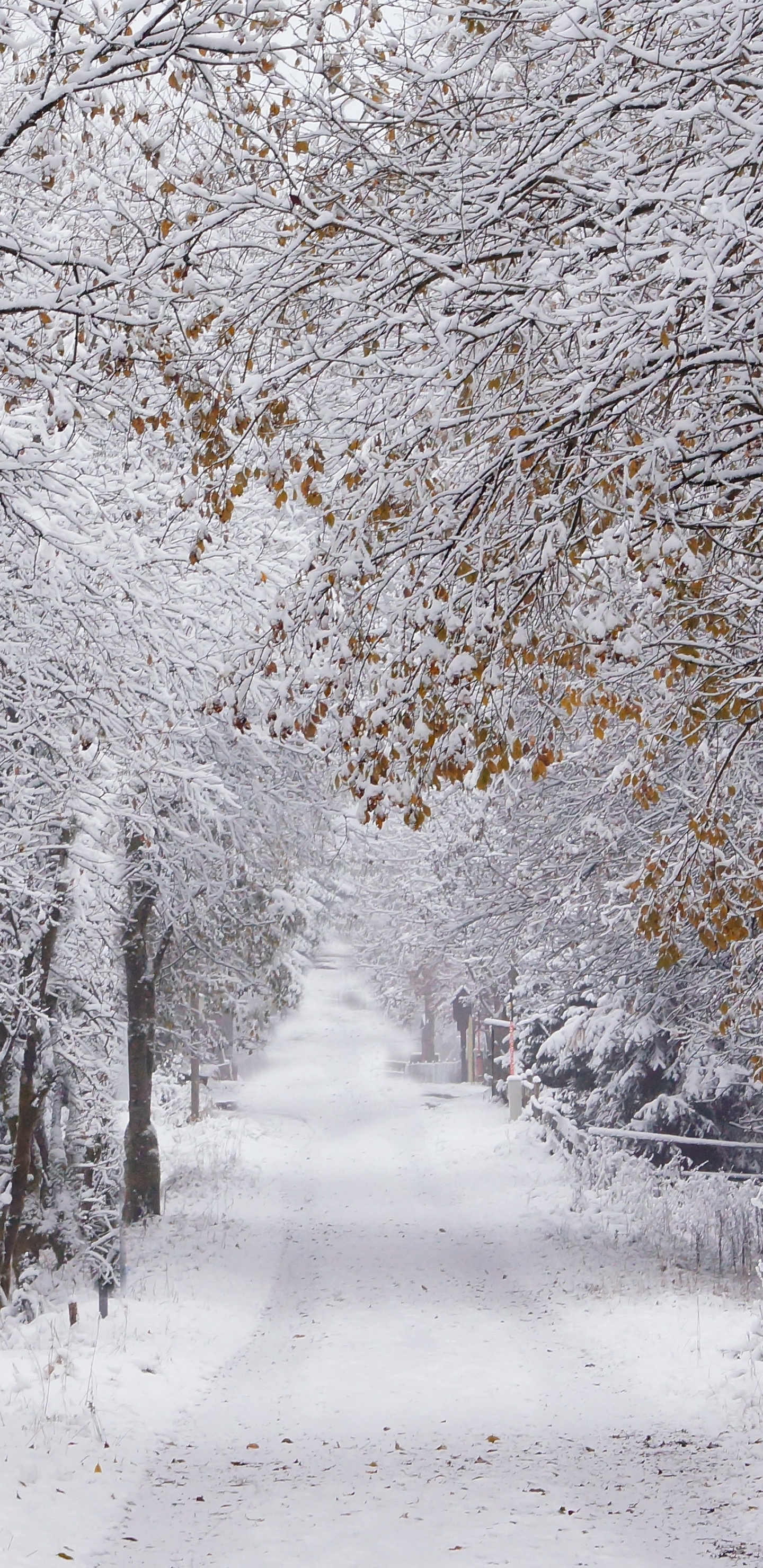 Download mobile wallpaper Winter, Nature, Snow, Road, Tree, Photography for free.