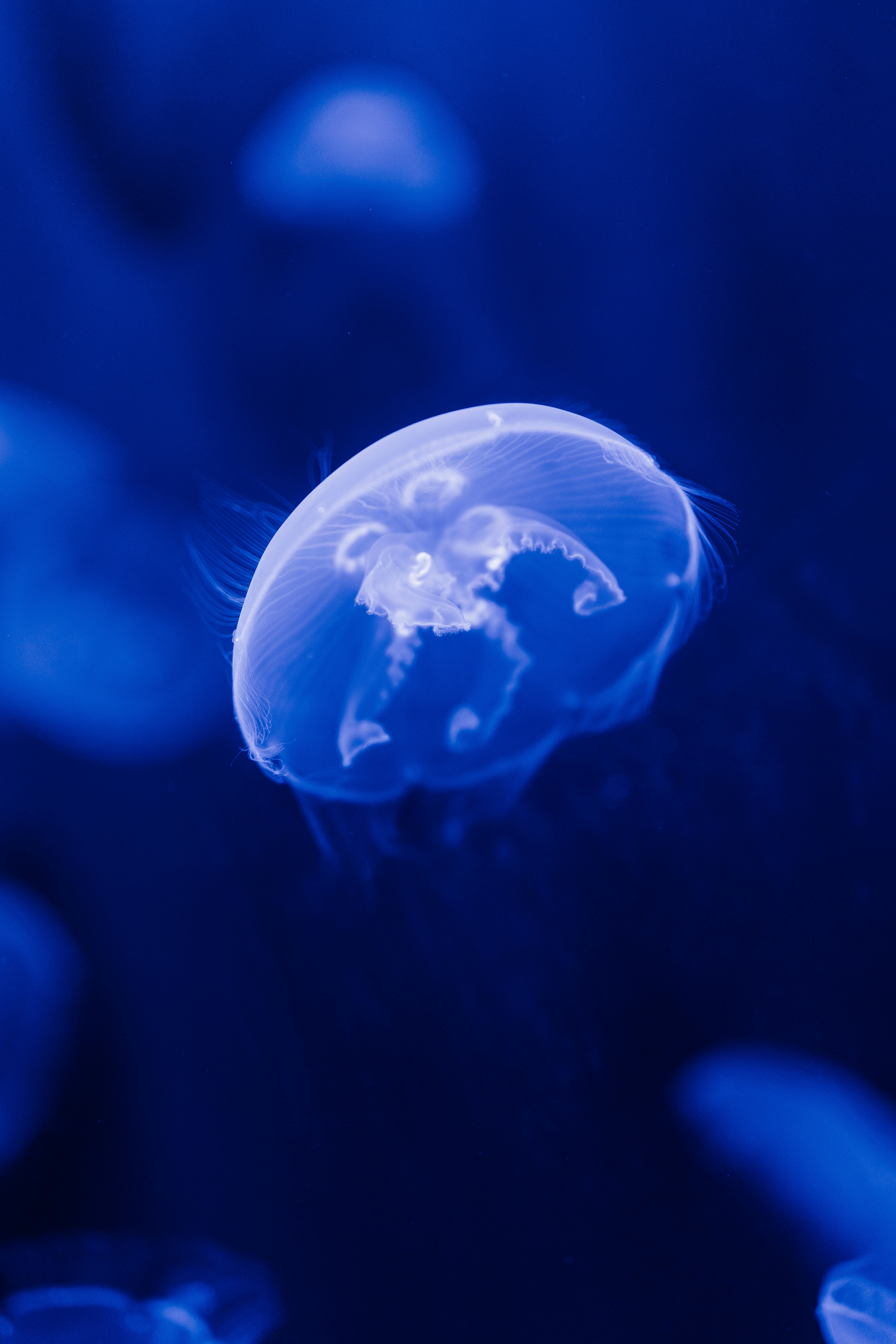 under water, blue, animals, sea, jellyfish, transparent, underwater