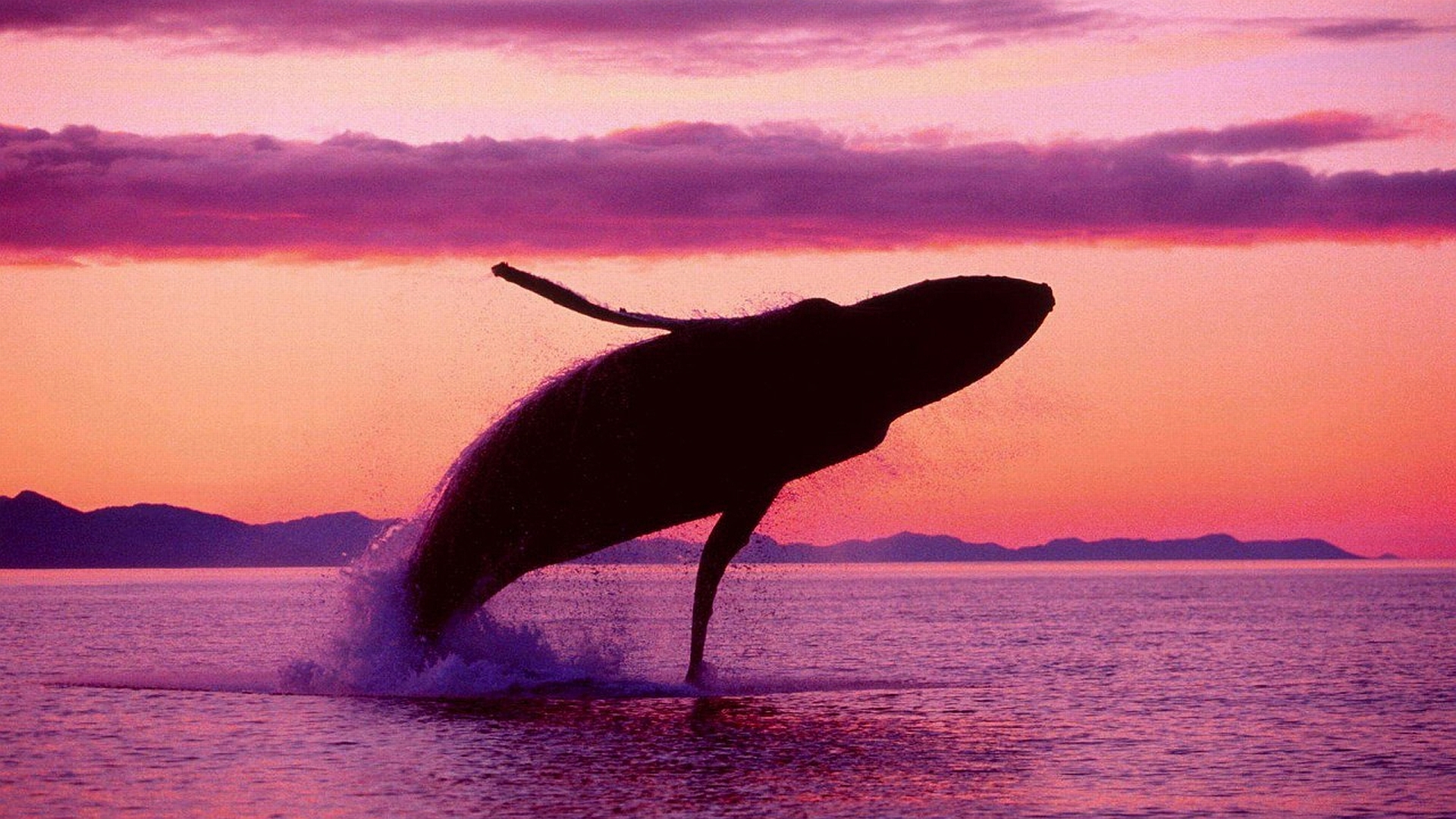 200031 скачать обои животные, кит, нарушение - заставки и картинки бесплатно
