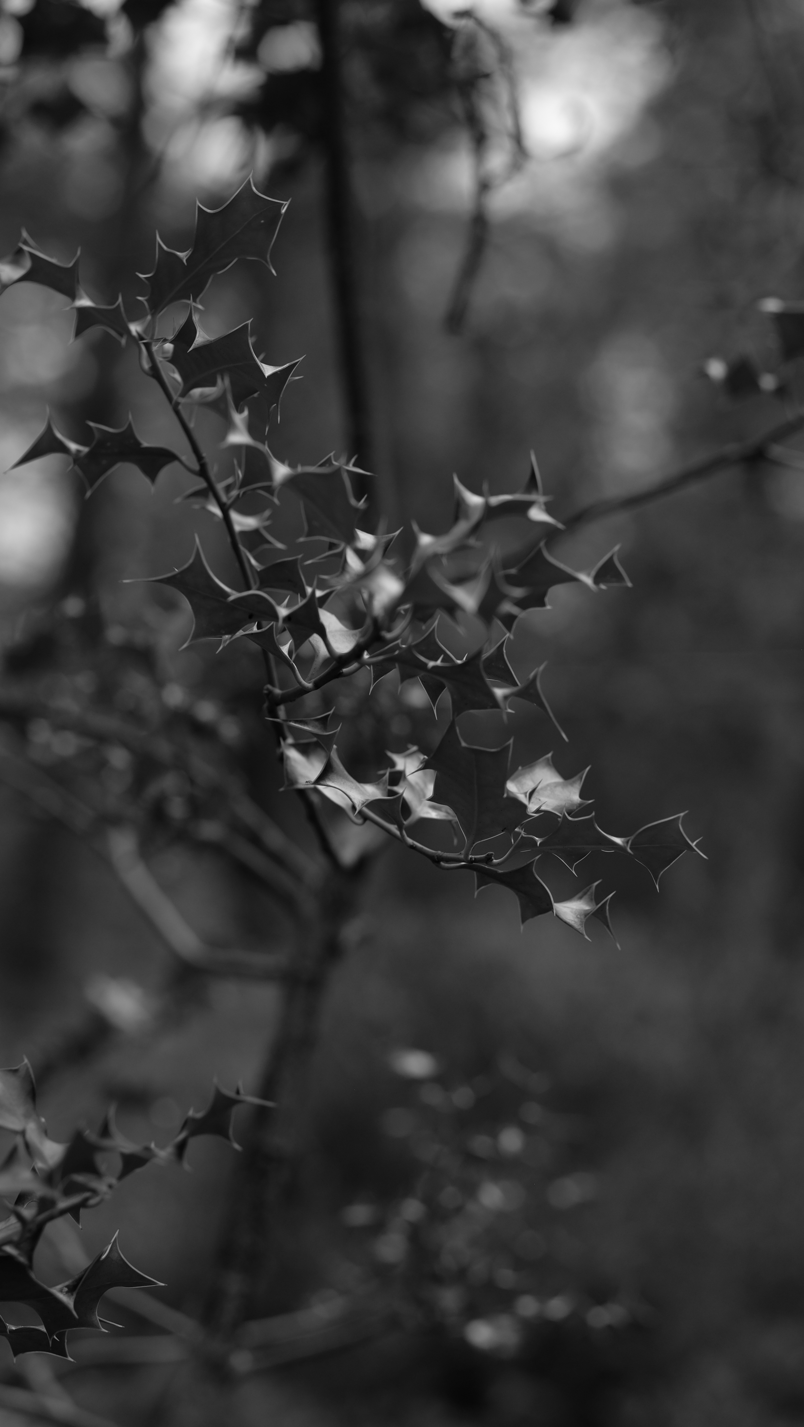 Download mobile wallpaper Branch, Macro, Chb, Leaves, Bw for free.