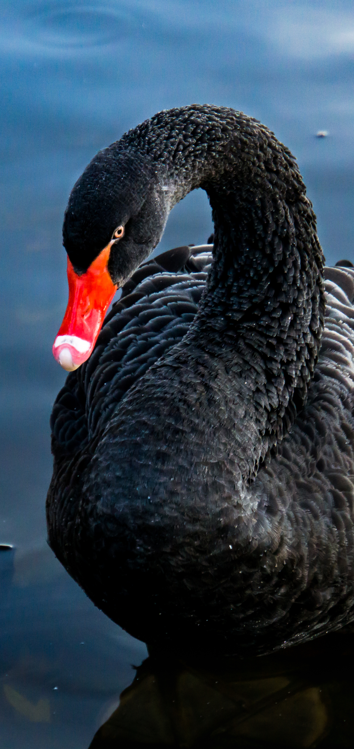 Free download wallpaper Birds, Bird, Animal, Swan, Black Swan on your PC desktop
