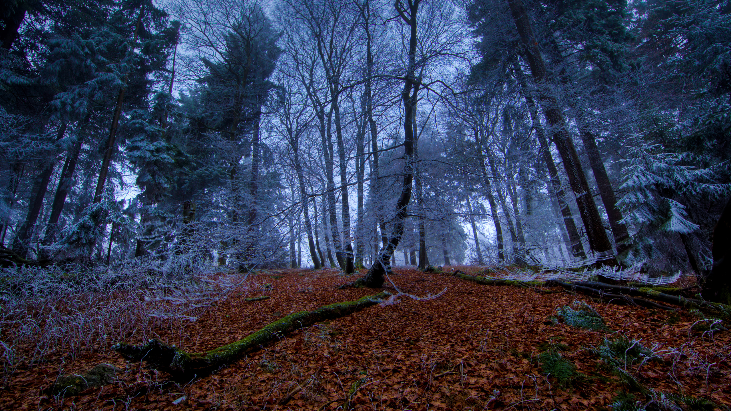 Handy-Wallpaper Raumschiff, Wald, Erde/natur, Science Fiction kostenlos herunterladen.