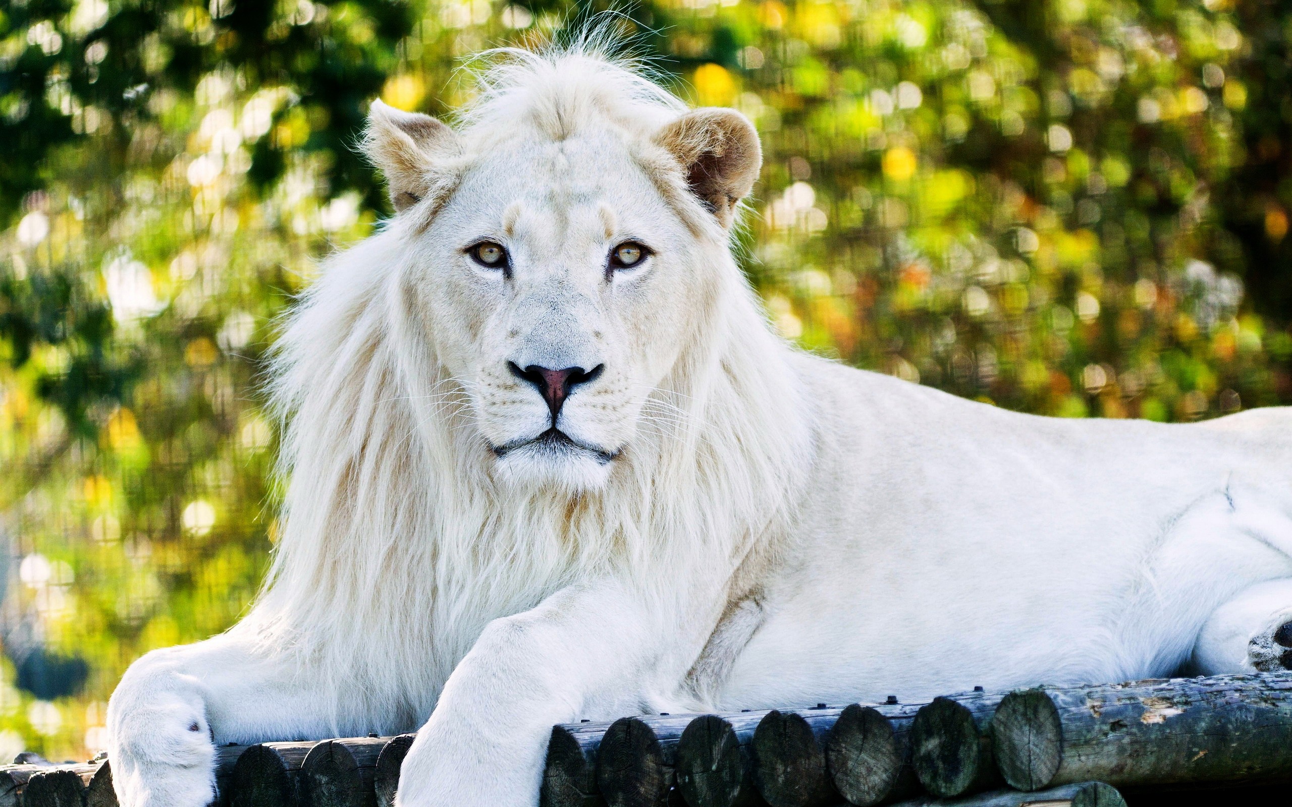 white lion, animal, bokeh