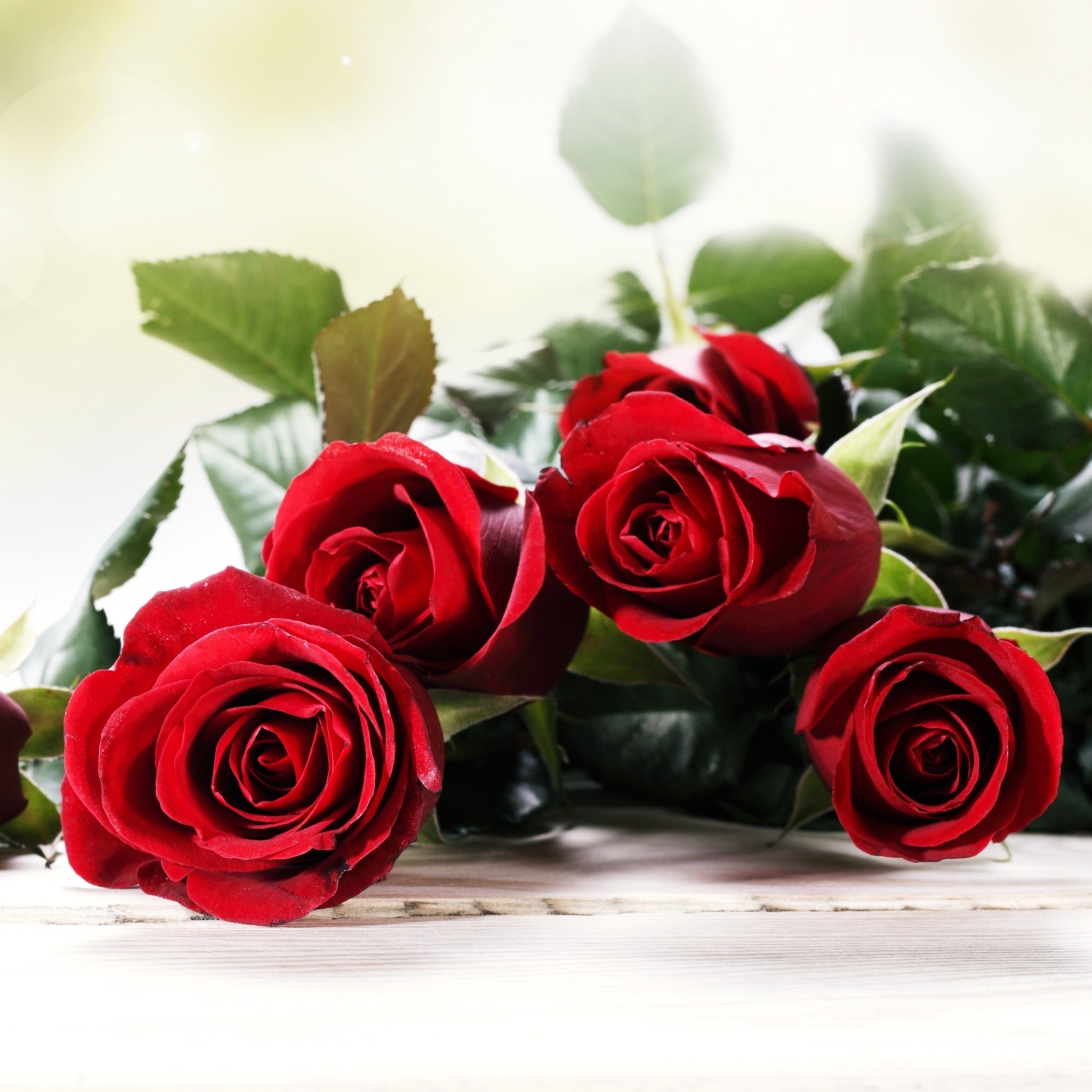 Скачати мобільні шпалери Квітка, Роза, Букет, Земля, Кохання, Червона Троянда, Червона Квітка, Флауерзи безкоштовно.