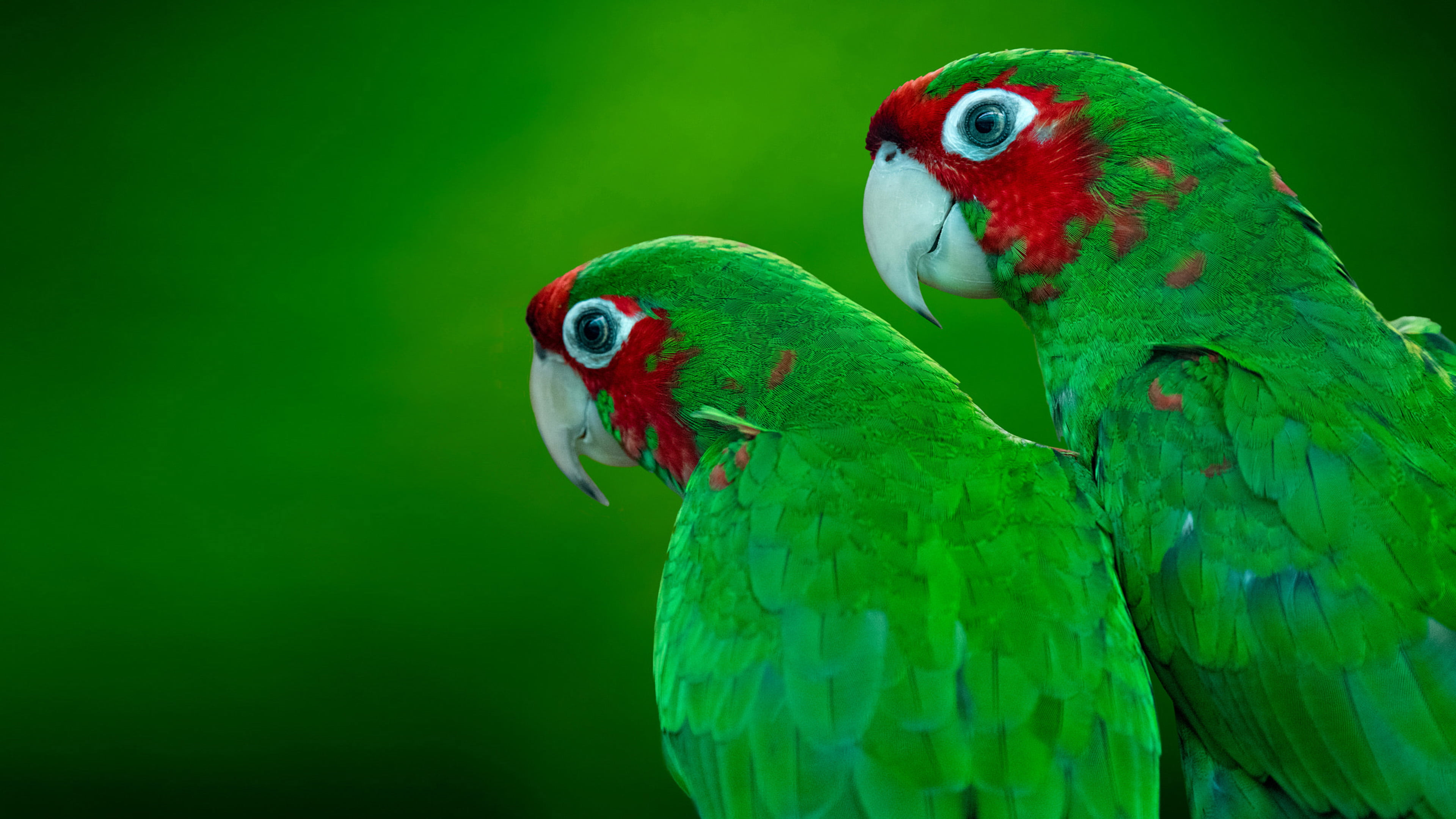 Free download wallpaper Birds, Bird, Animal, Parrot on your PC desktop