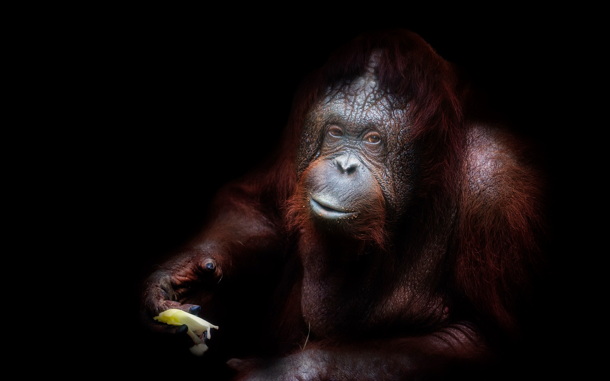 Descarga gratuita de fondo de pantalla para móvil de Animales, Monos, Pongo.