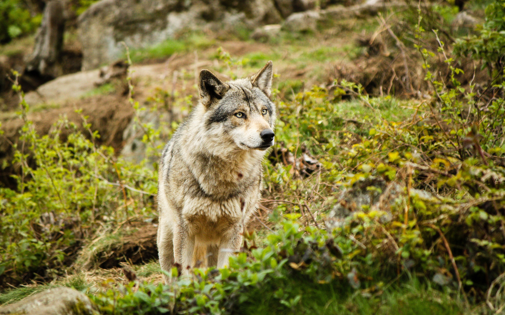 Handy-Wallpaper Tiere, Wolf kostenlos herunterladen.