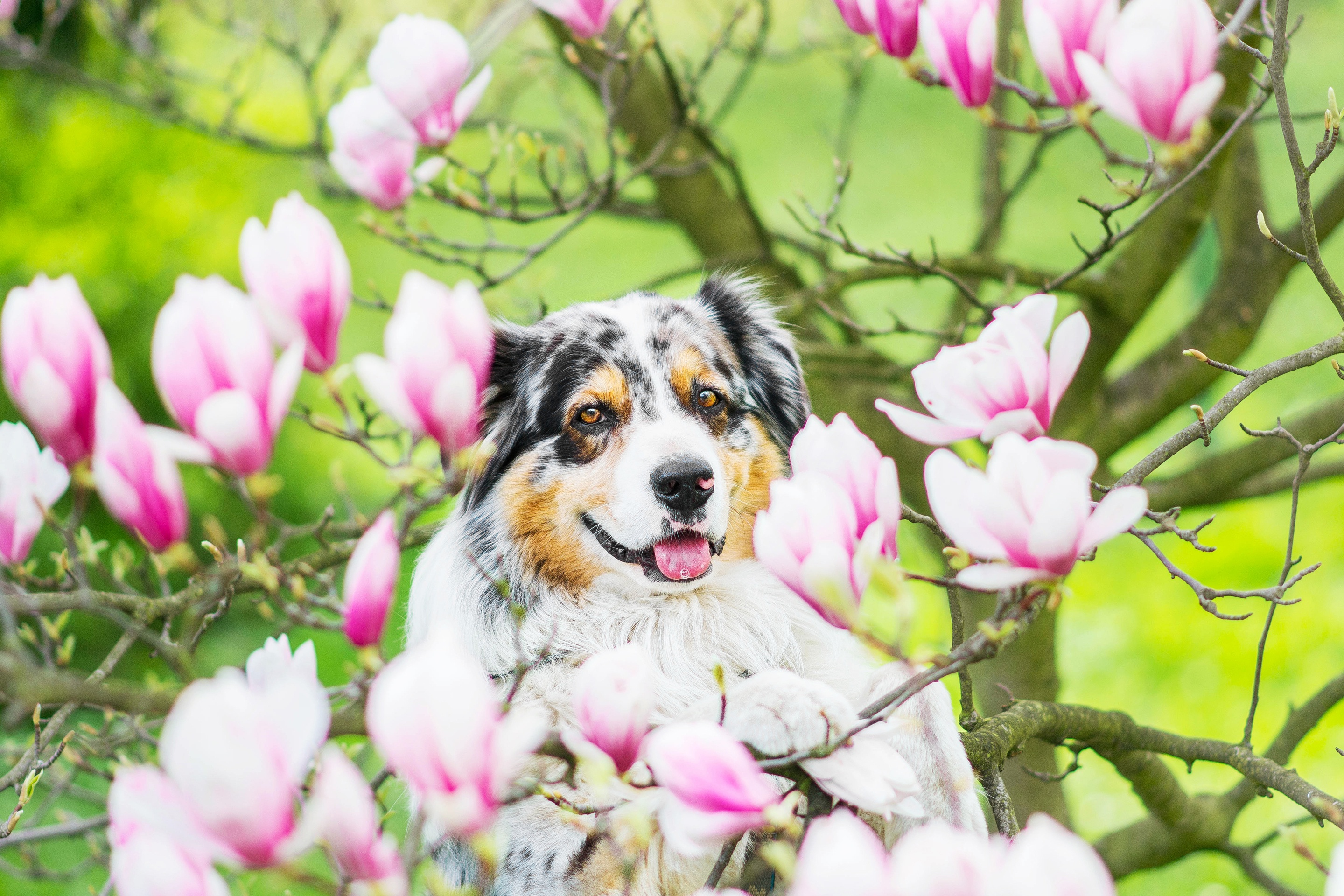 411744 descargar imagen animales, pastor australiano, perro, flor, magnolia, perros: fondos de pantalla y protectores de pantalla gratis