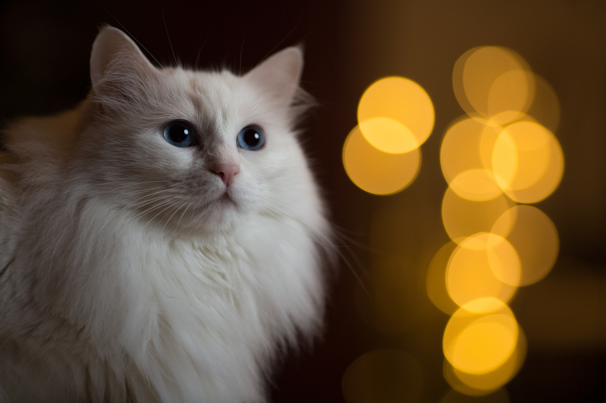 Download mobile wallpaper Cats, Cat, Animal, Bokeh, Blue Eyes for free.